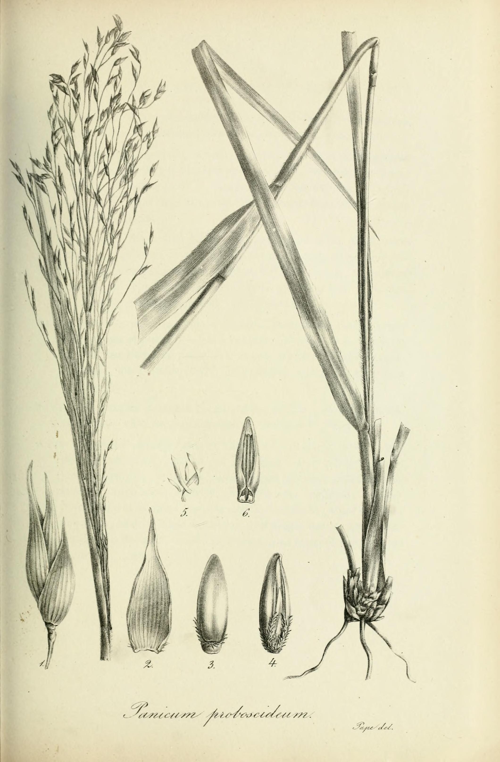 no full size  illustration available (3a)