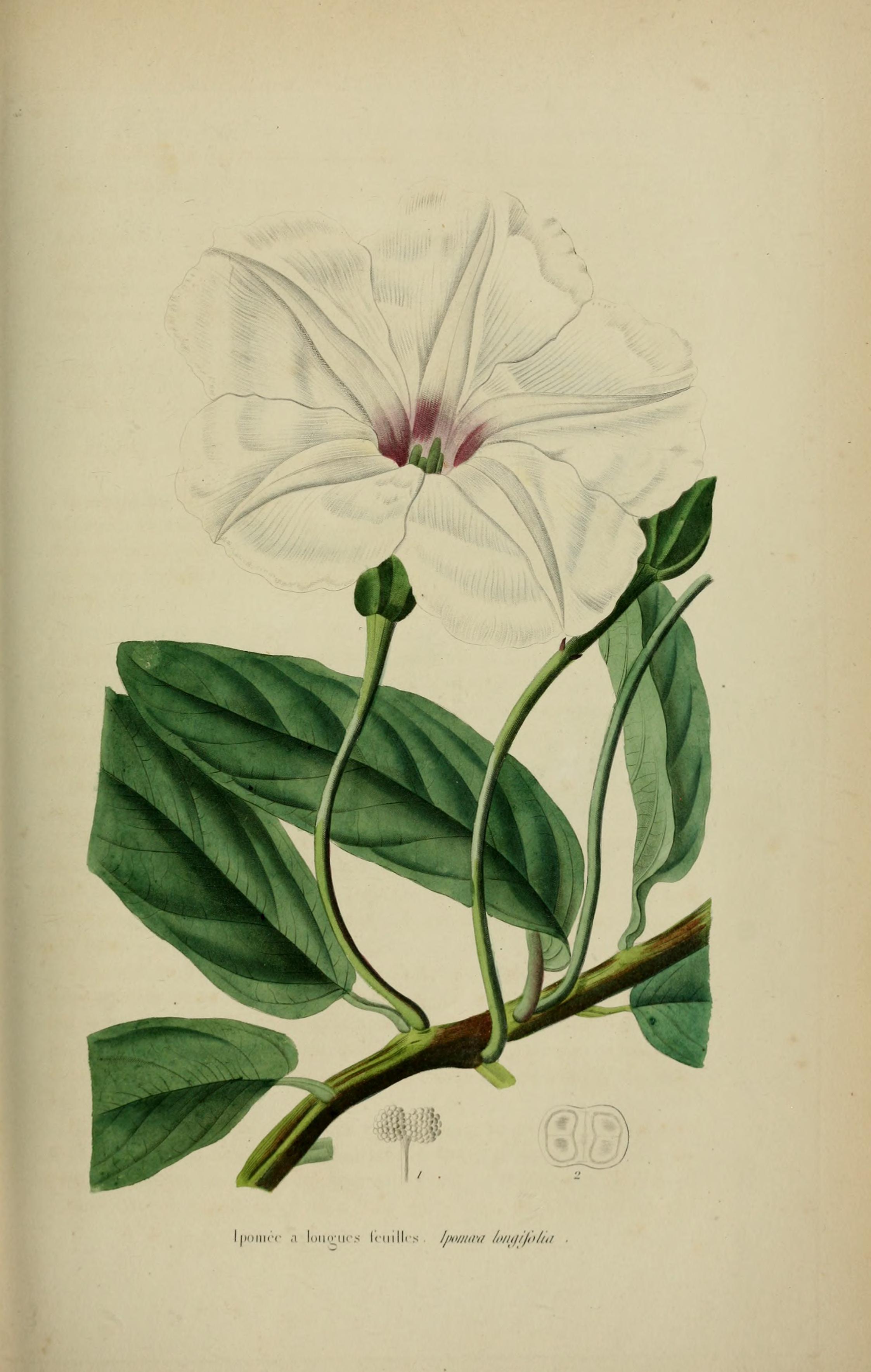 no full size  illustration available (3a)