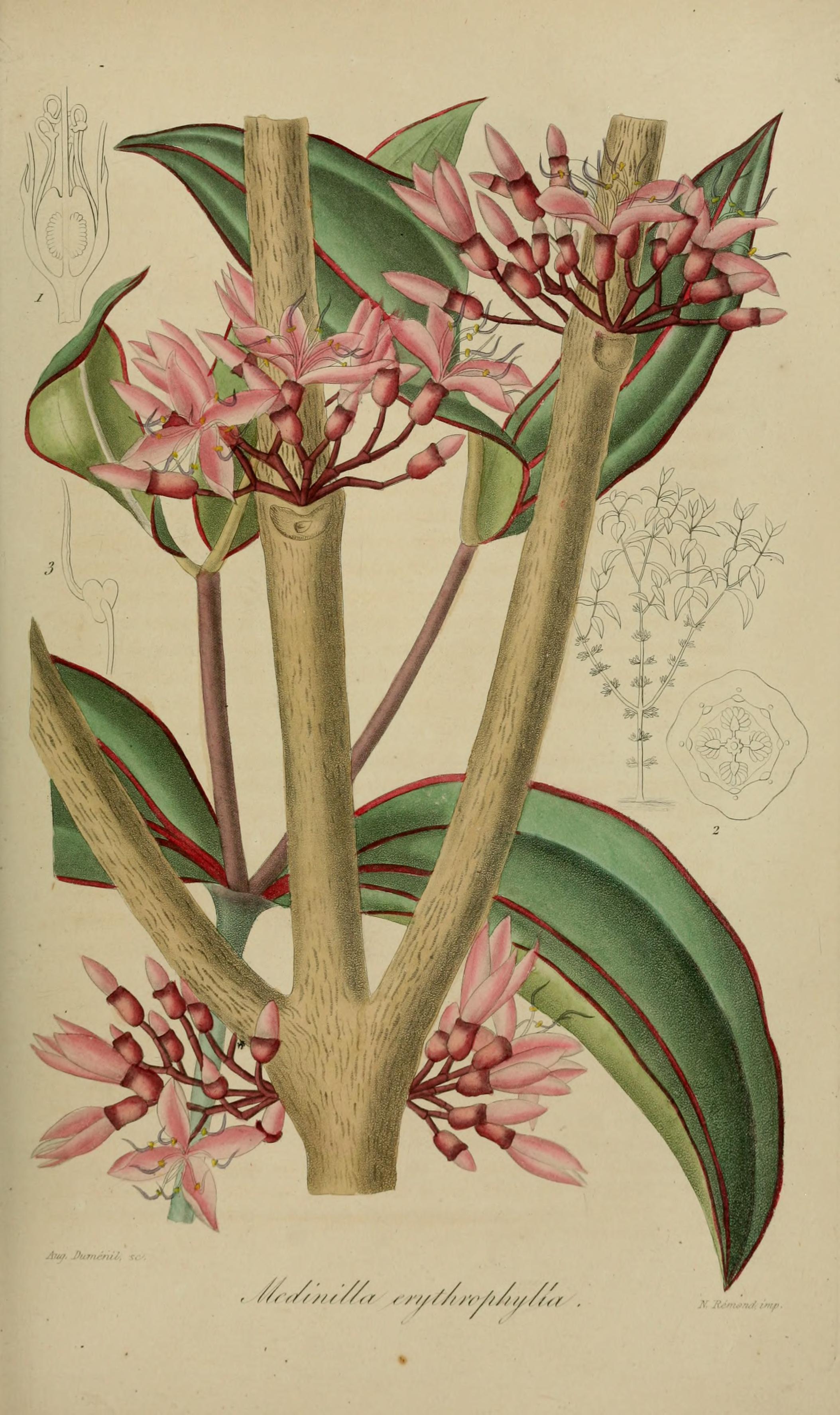 no full size  illustration available (3a)