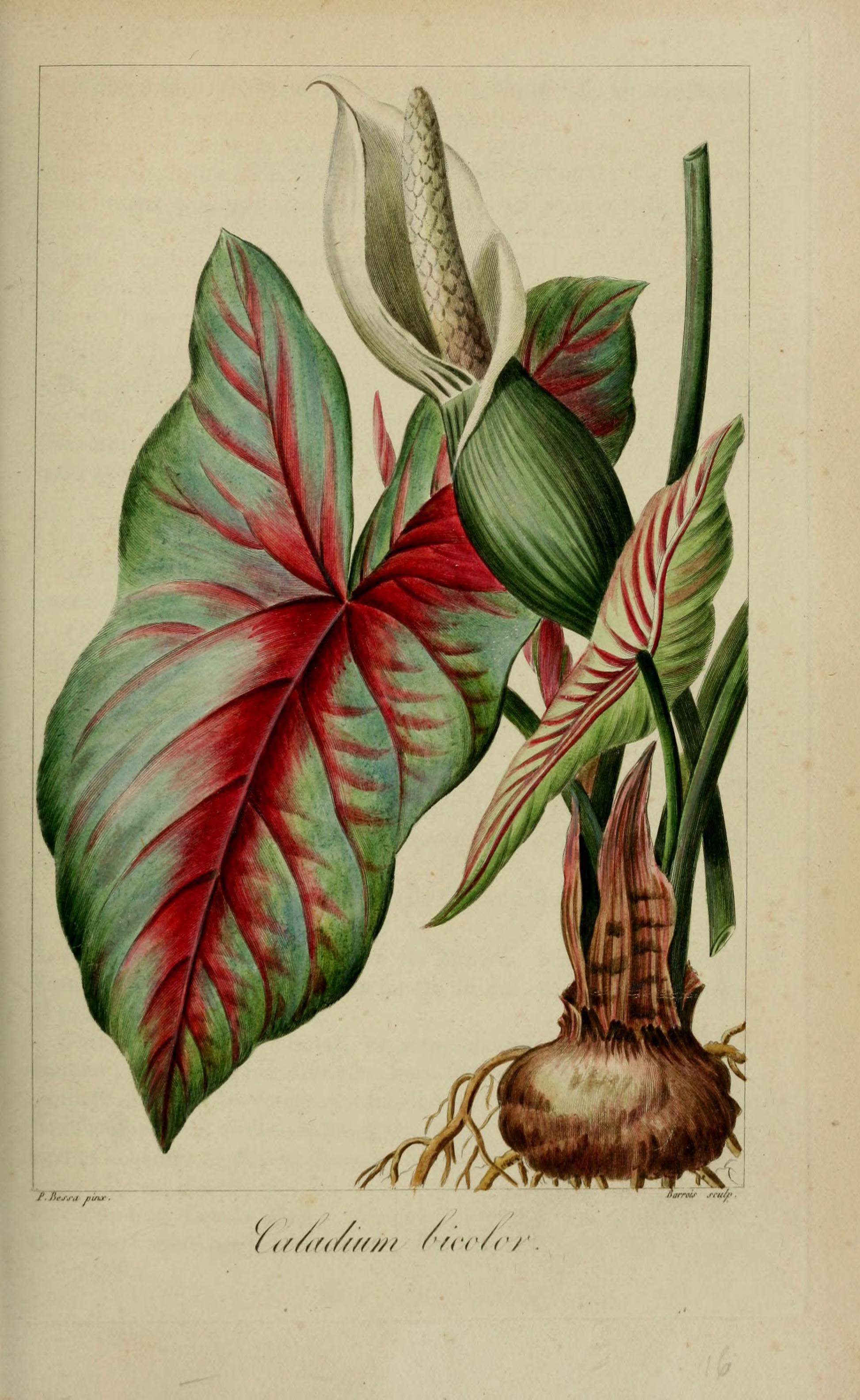 no full size  illustration available (3a)