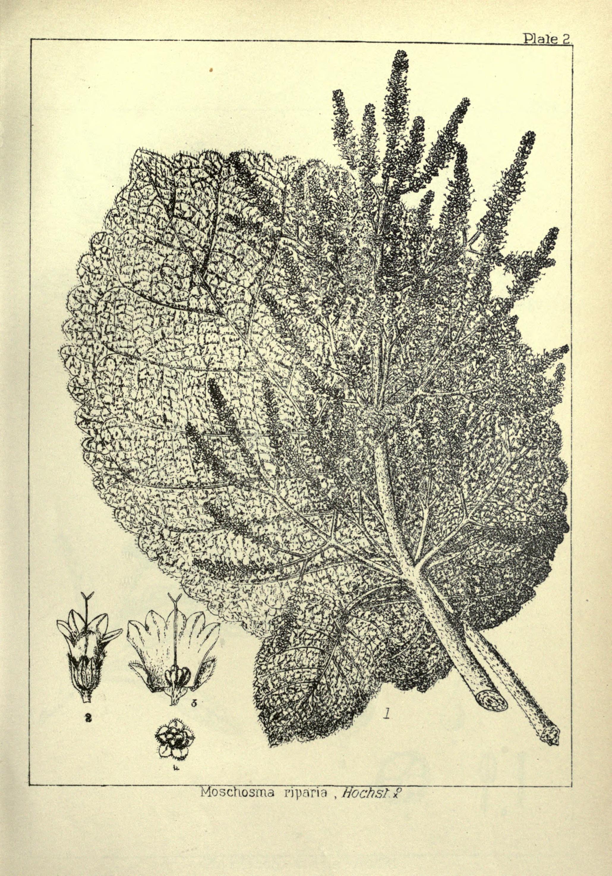 no full size  illustration available (3a)