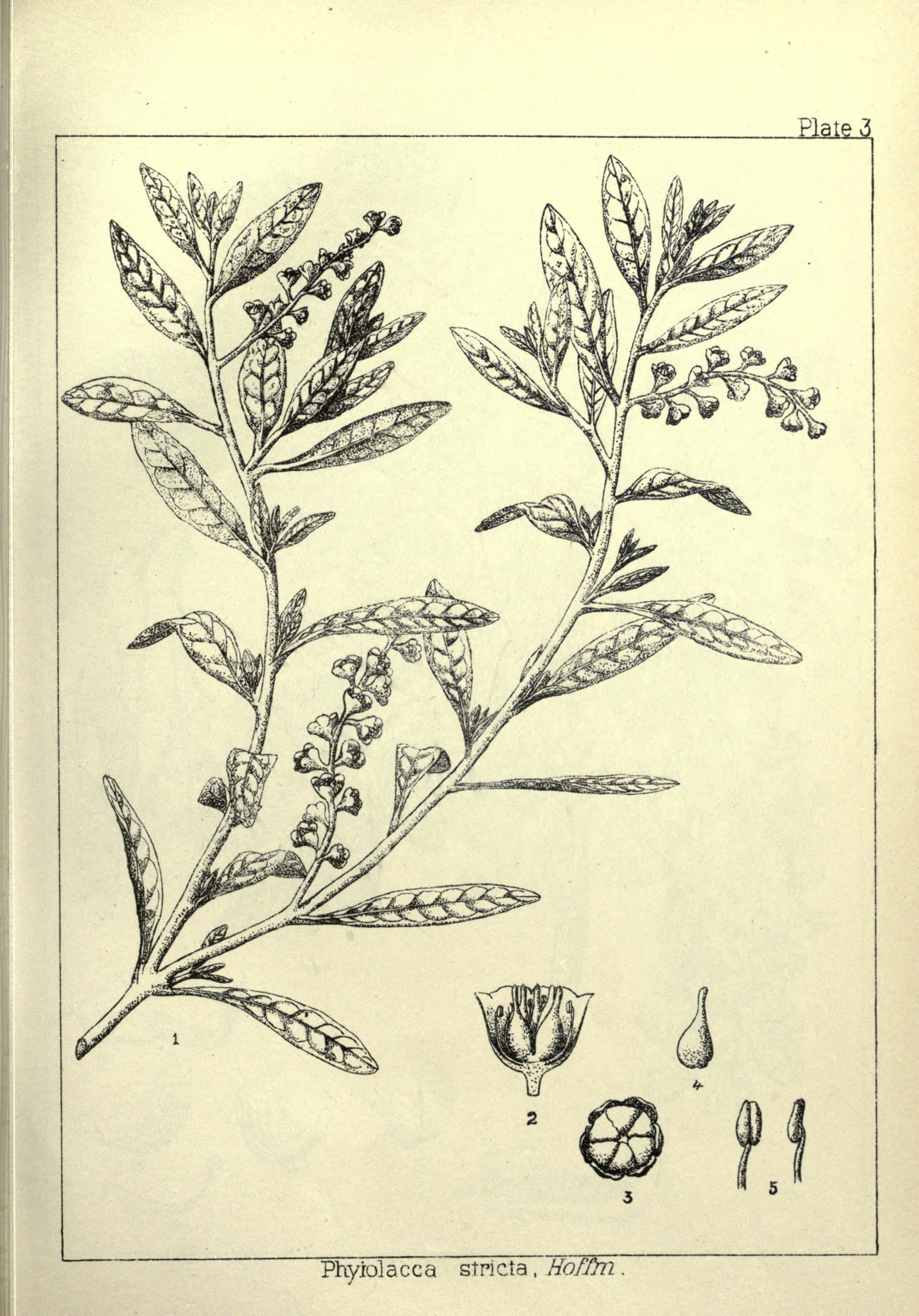 no full size  illustration available (3a)