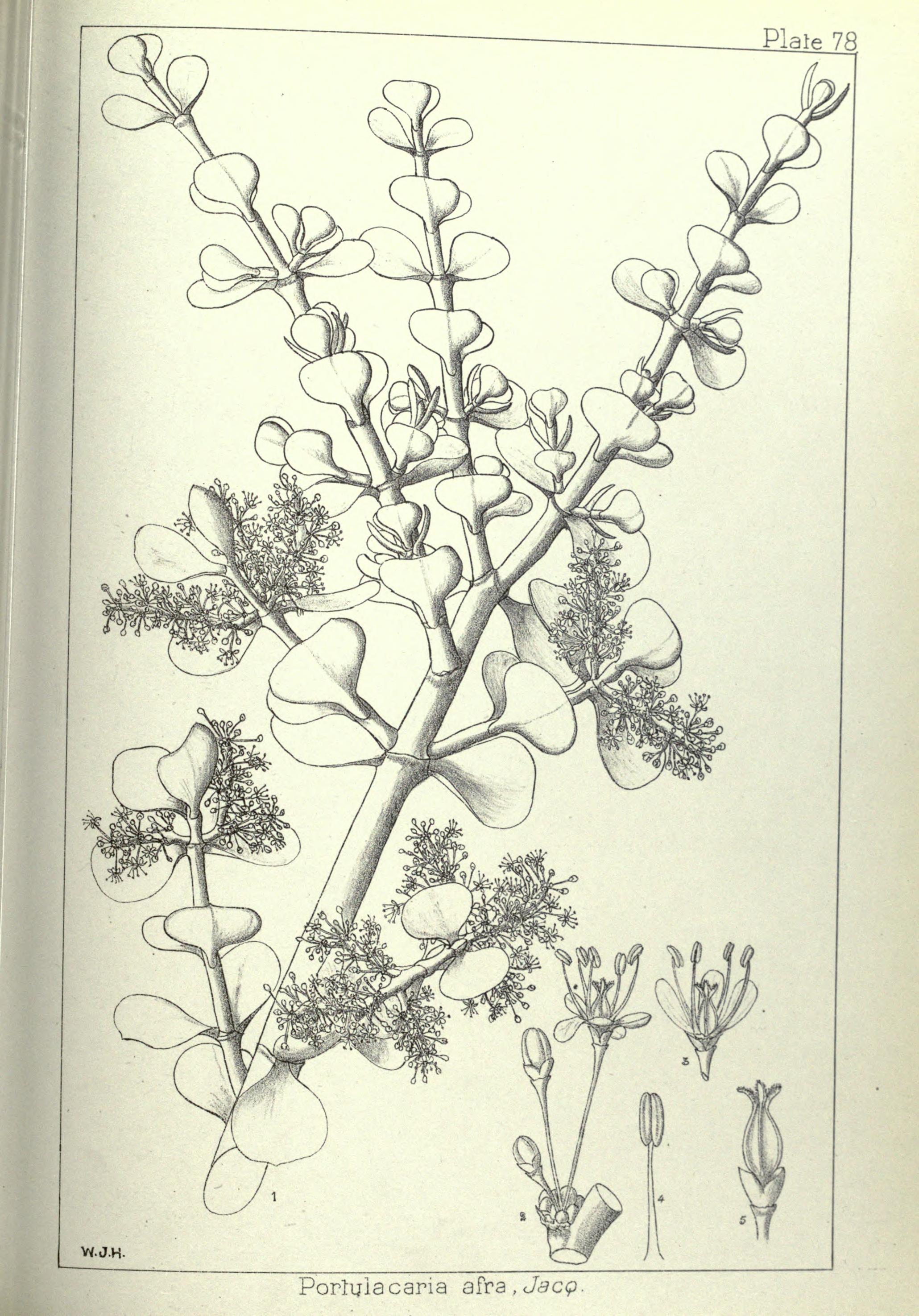 no full size  illustration available (3a)