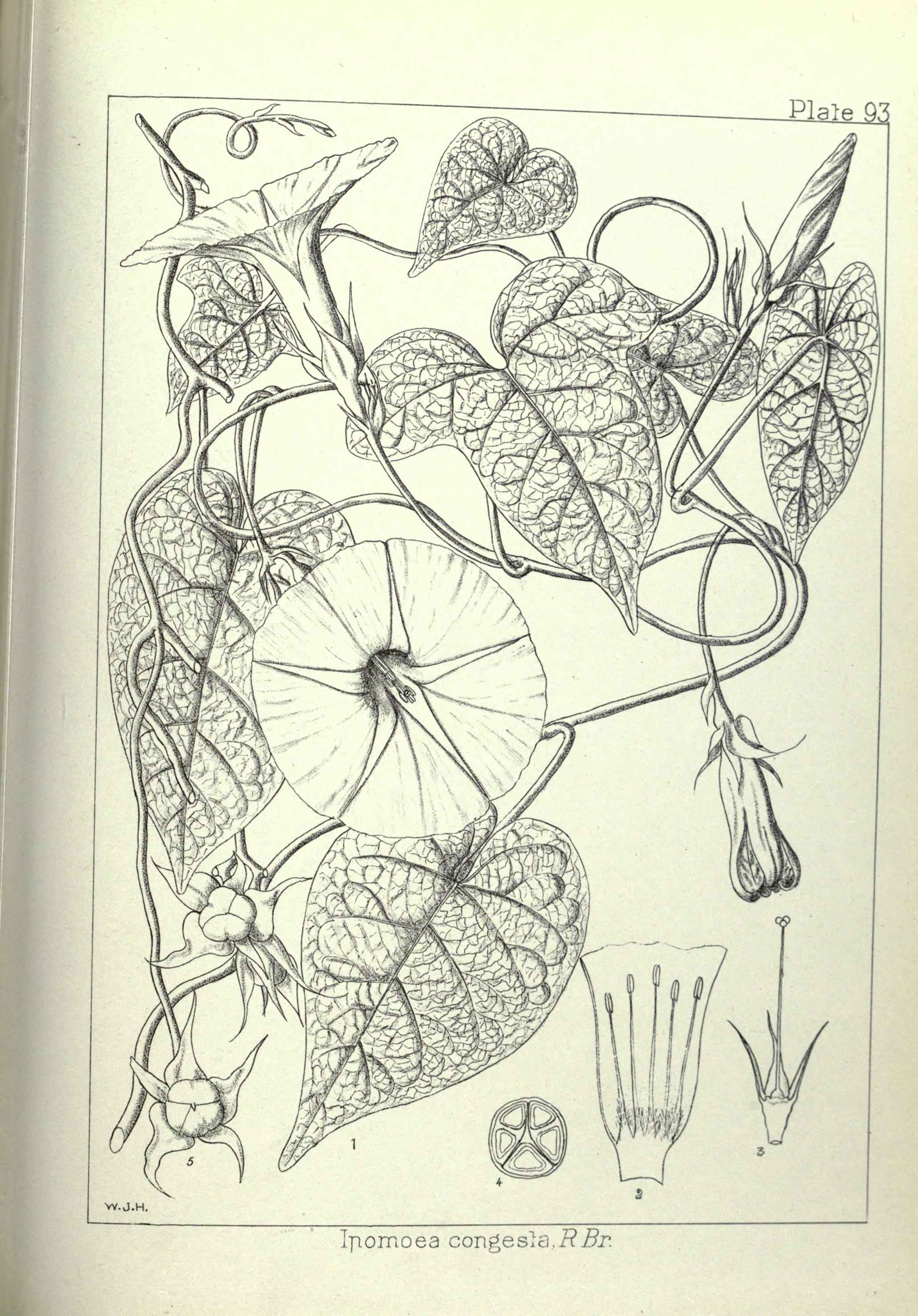 no full size  illustration available (3a)