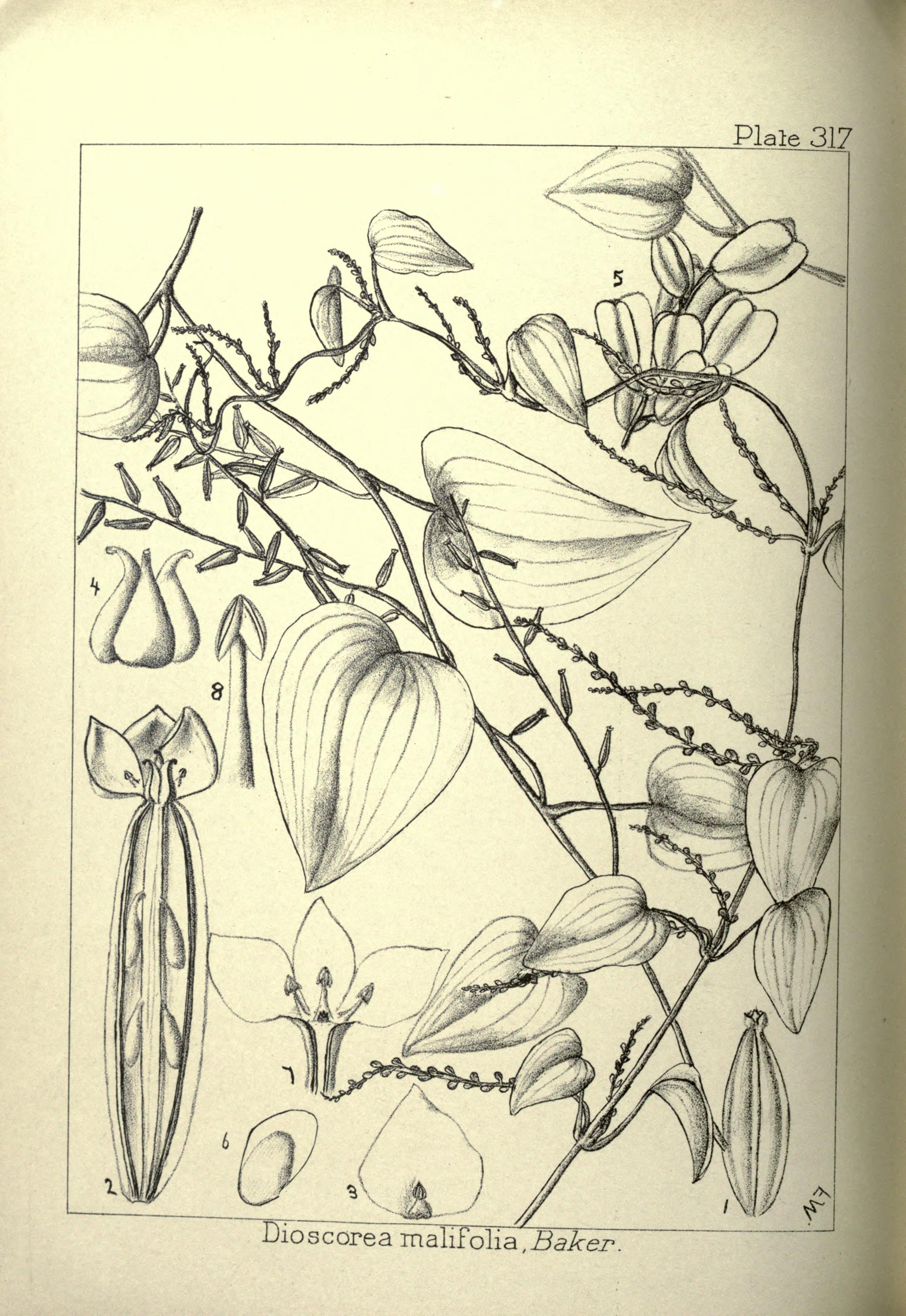 no full size  illustration available (3a)