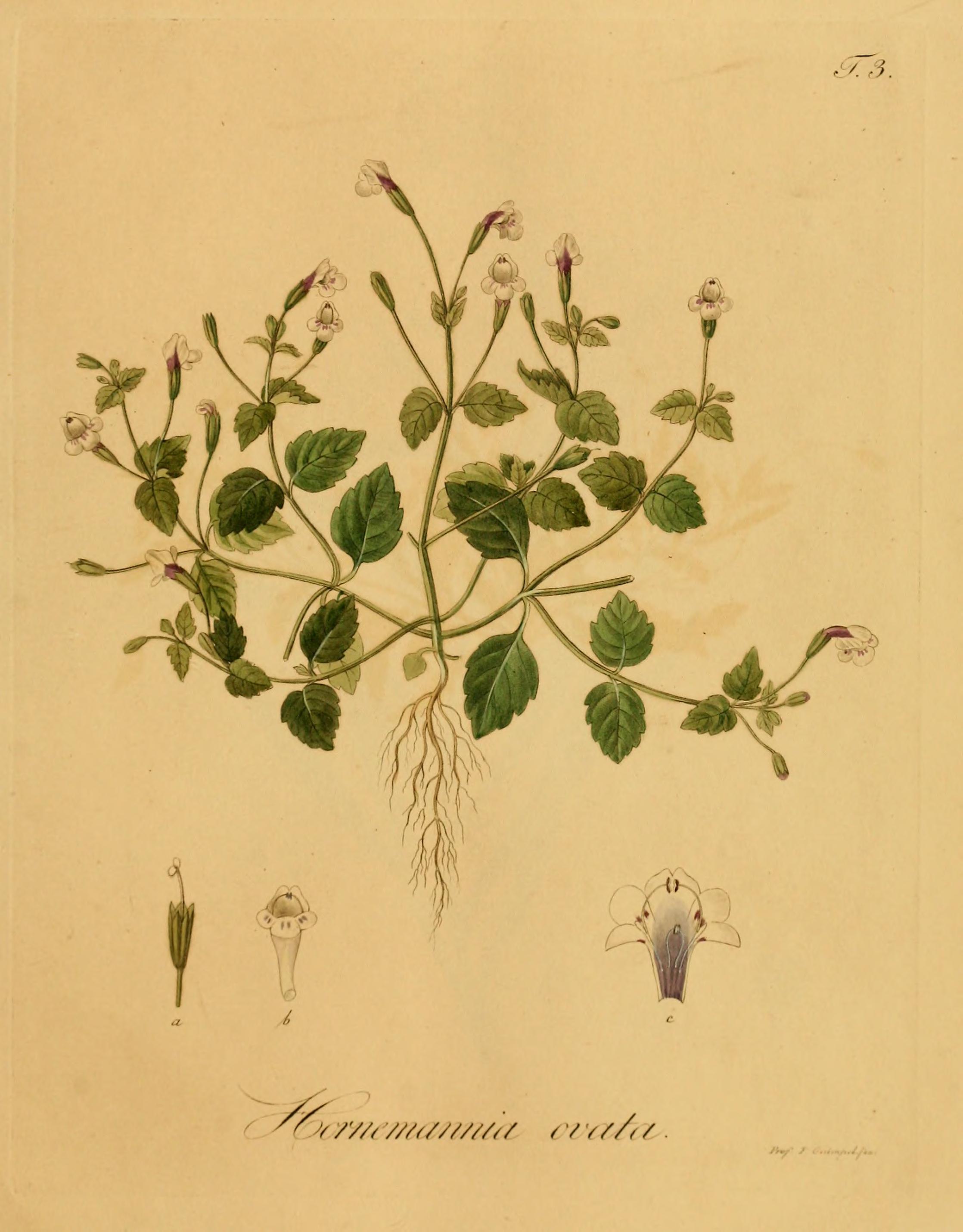 no full size  illustration available (3a)