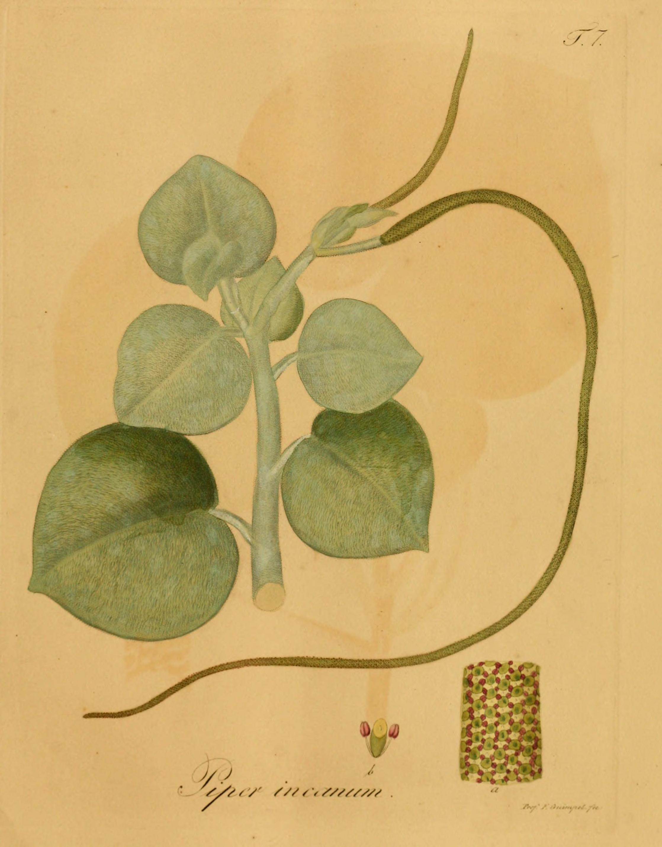 no full size  illustration available (3a)