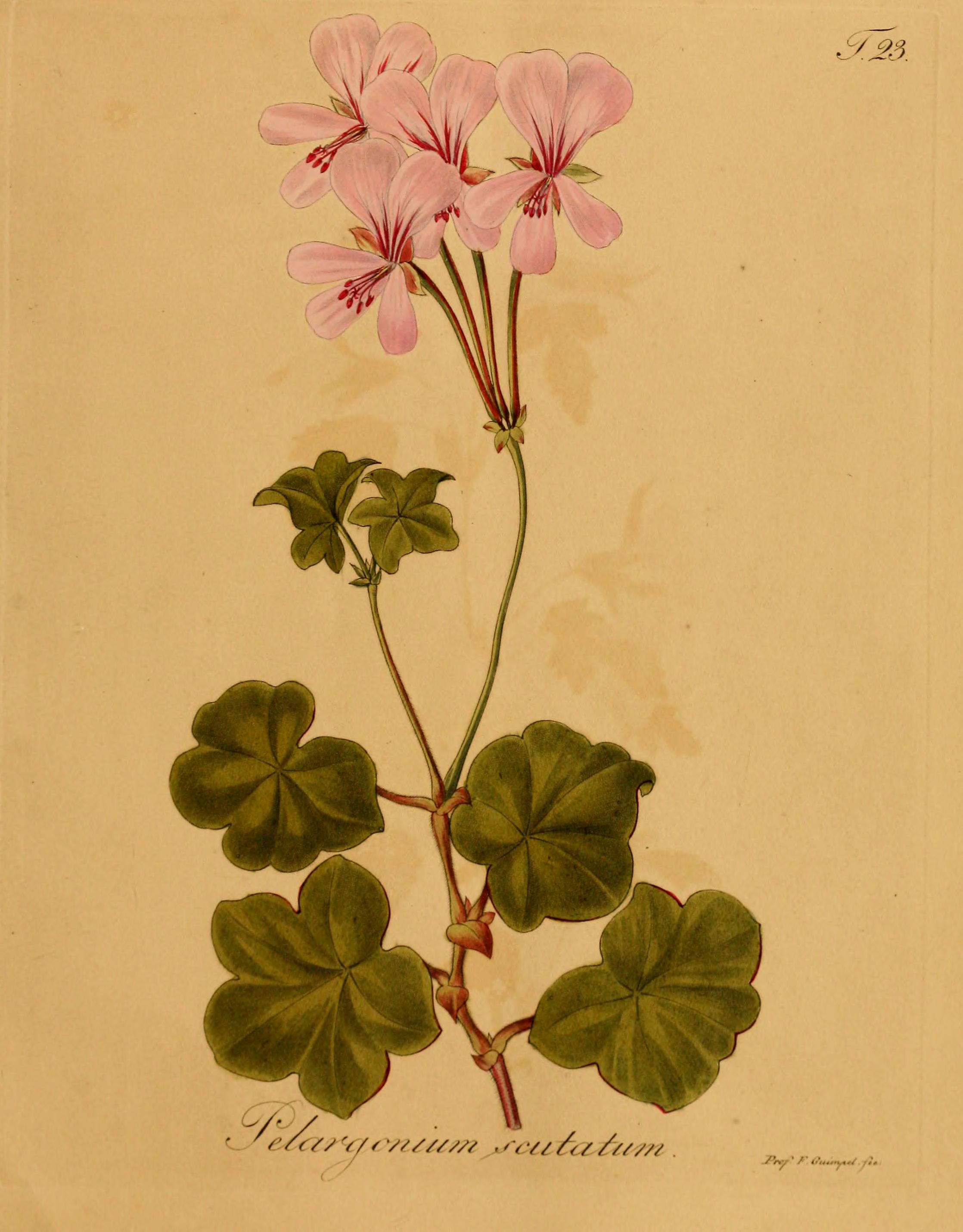 no full size  illustration available (3a)