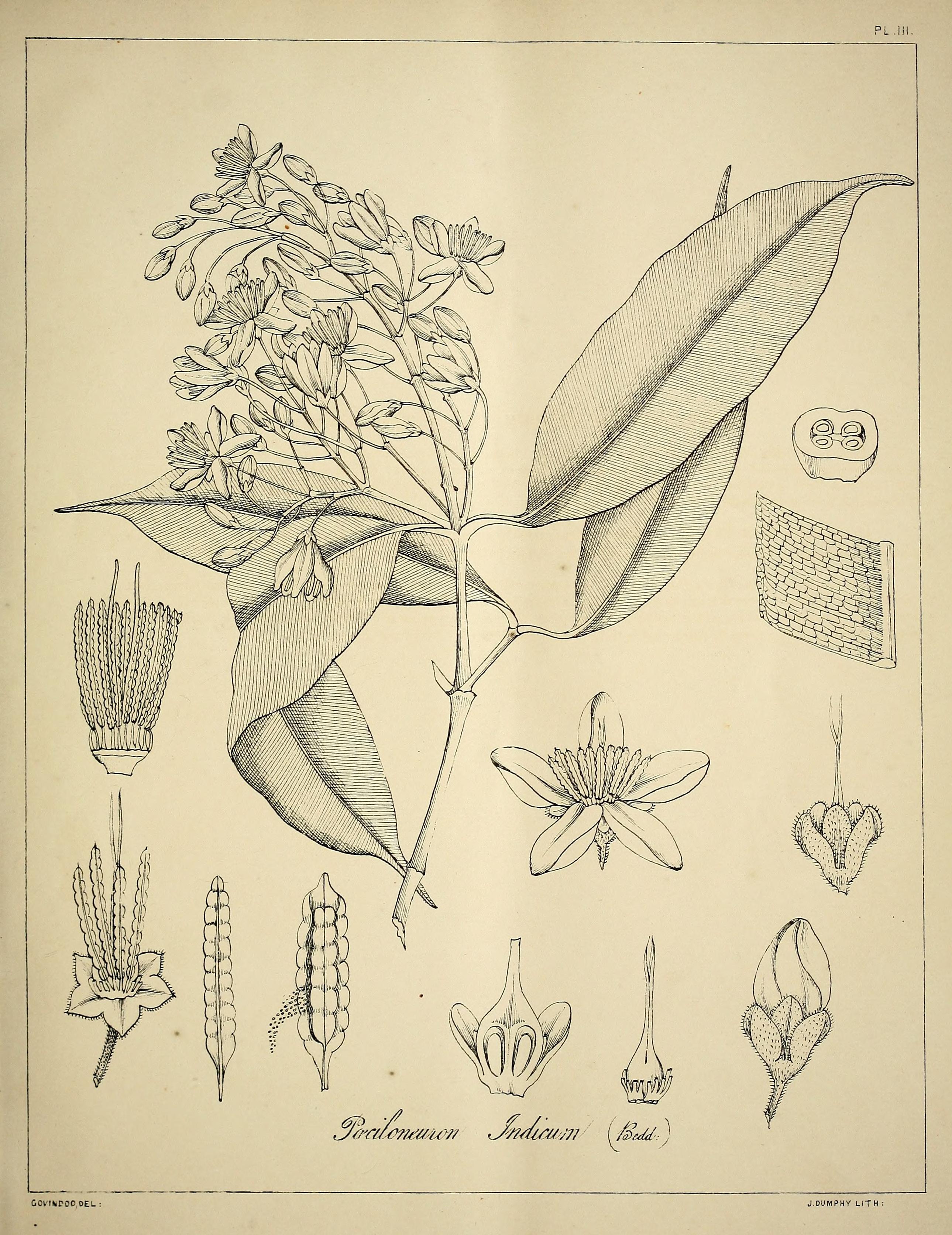 no full size  illustration available (3a)