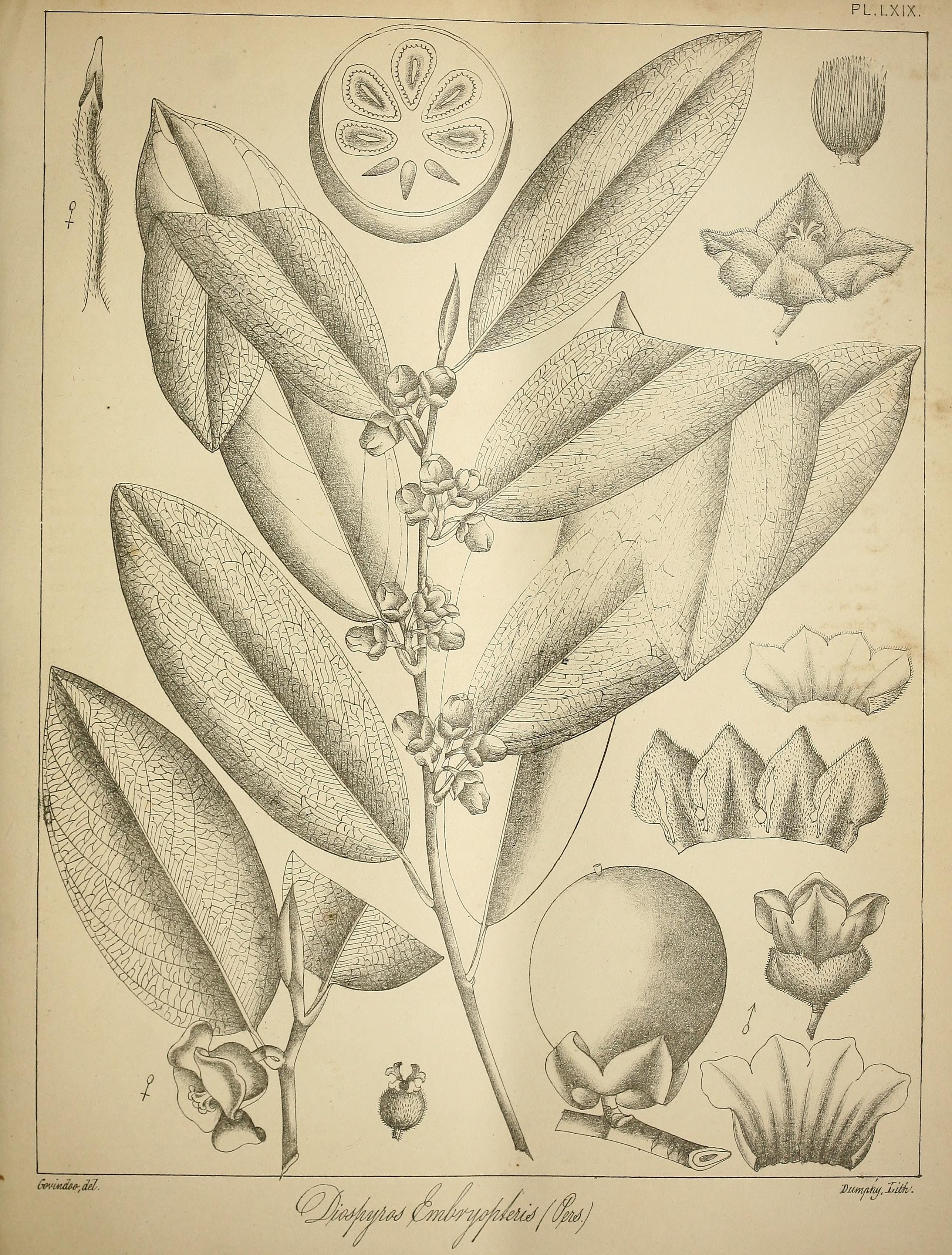 no full size  illustration available (3a)