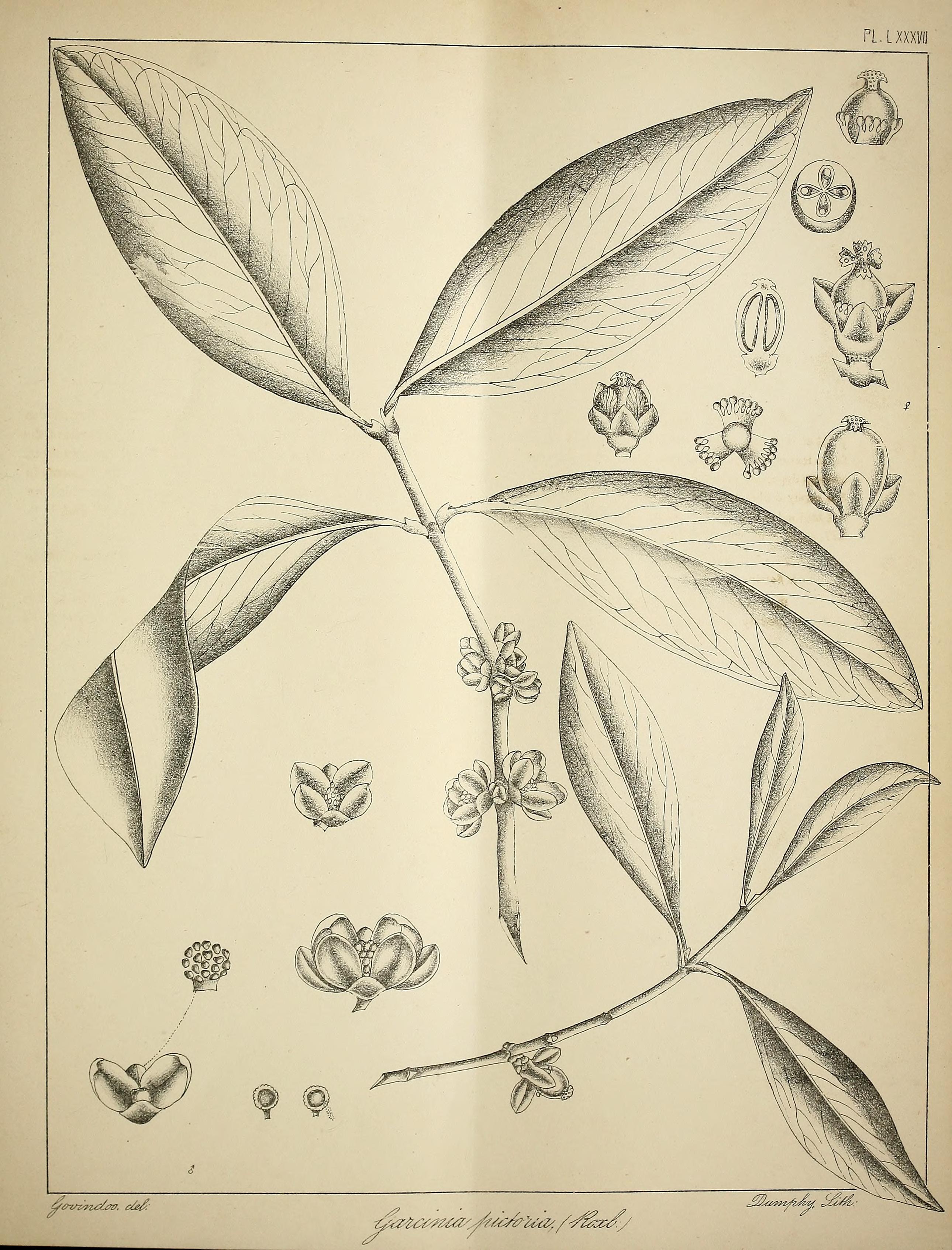 no full size  illustration available (3a)