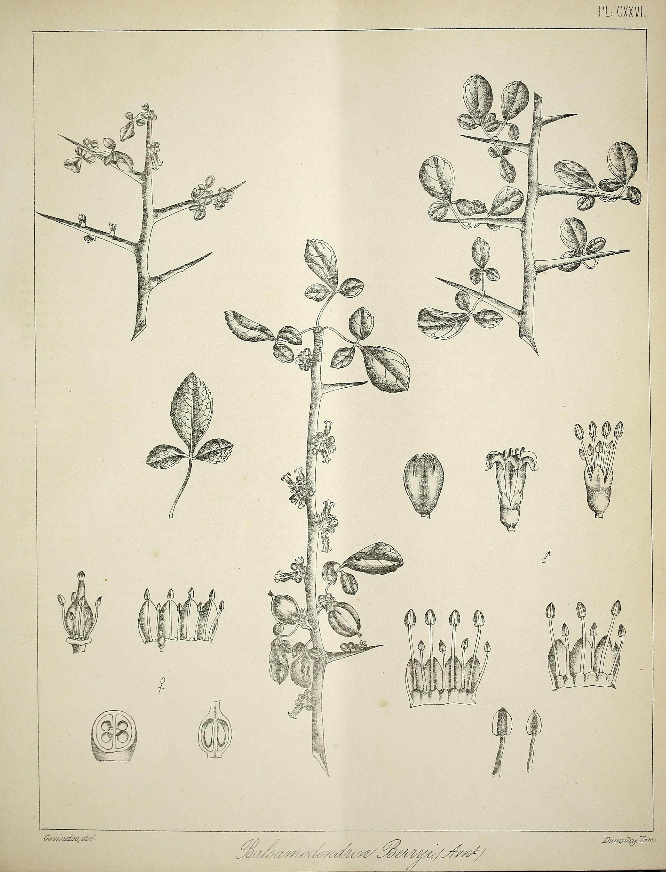 no full size  illustration available (3a)