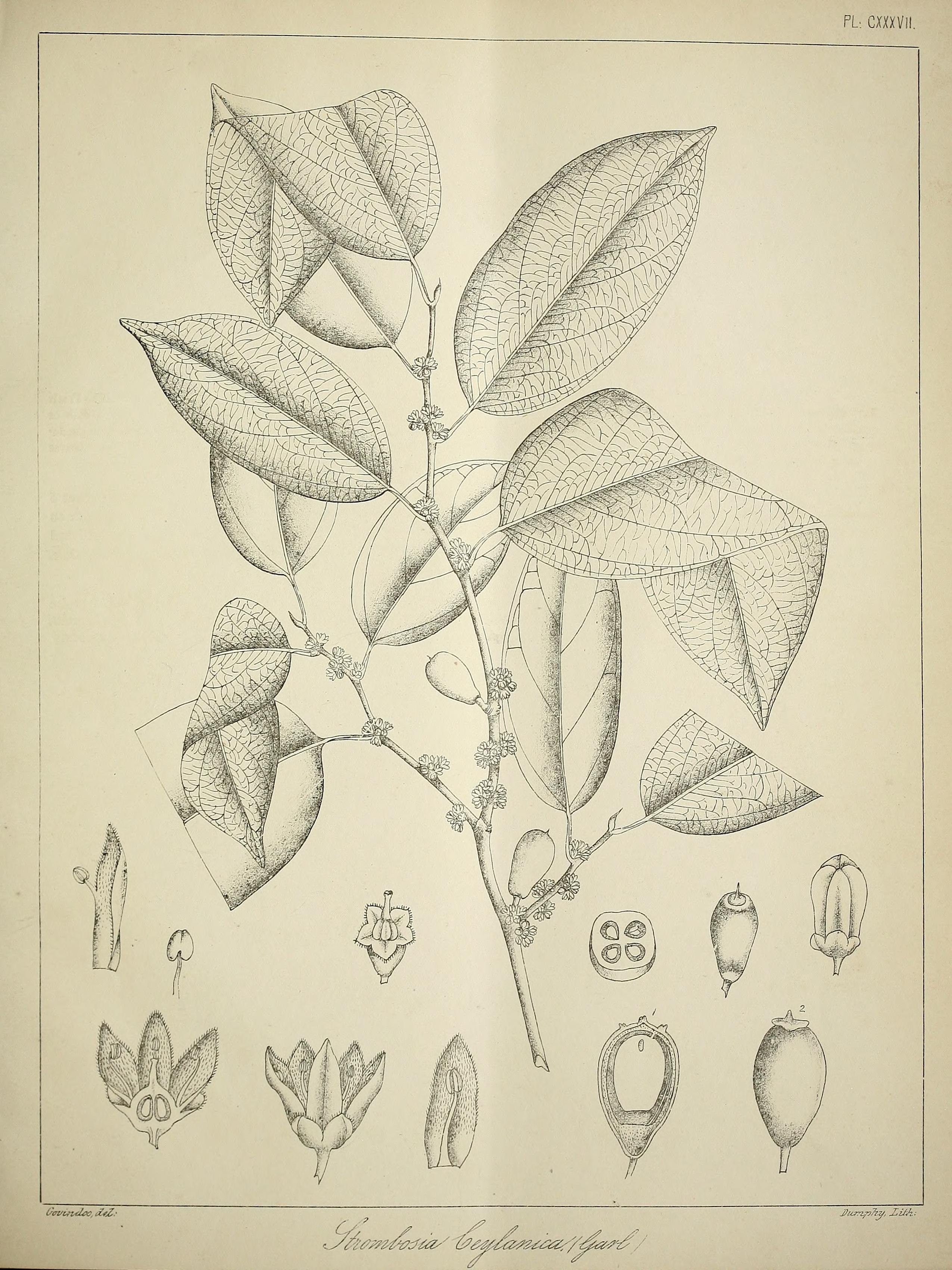 no full size  illustration available (3a)