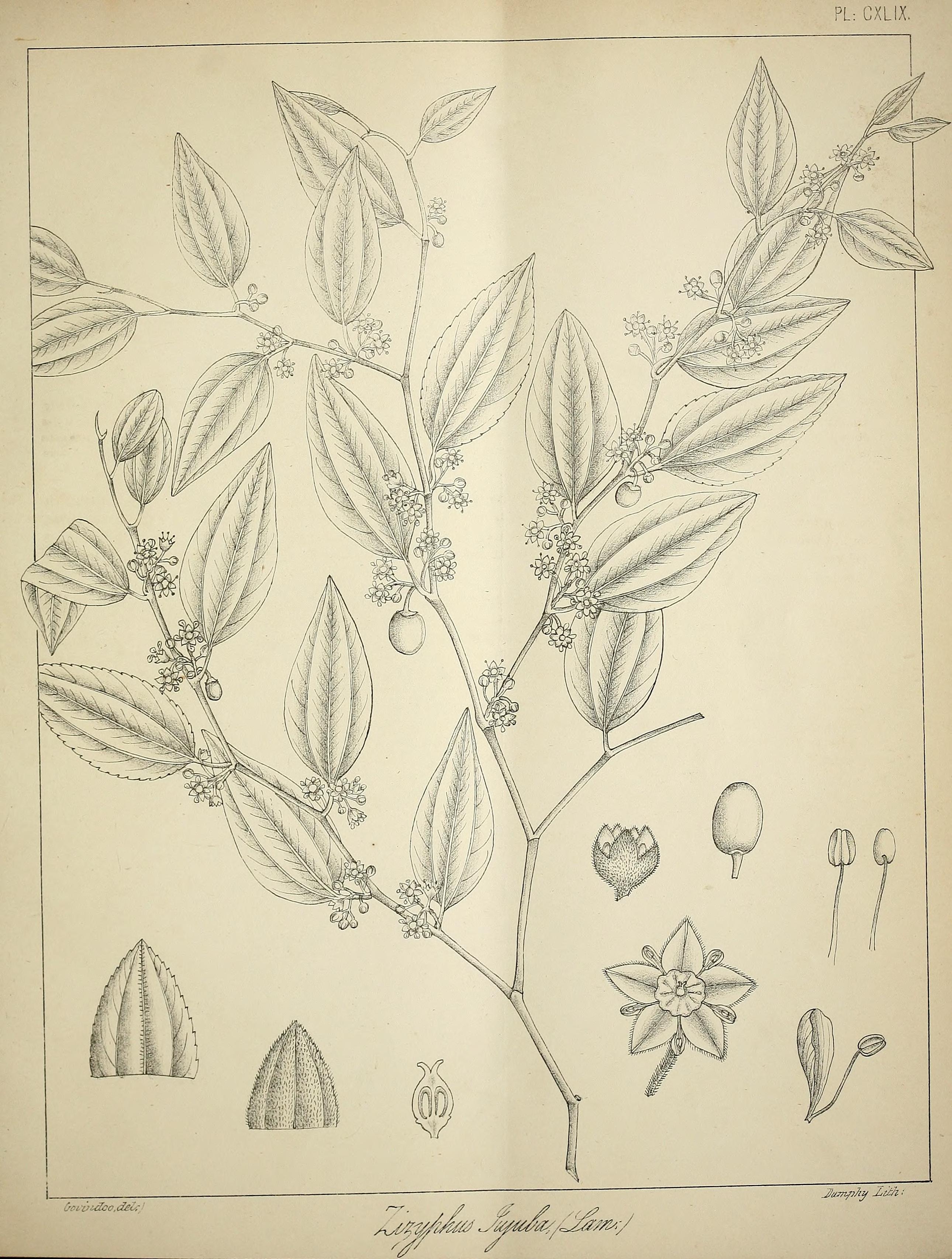 no full size  illustration available (3a)