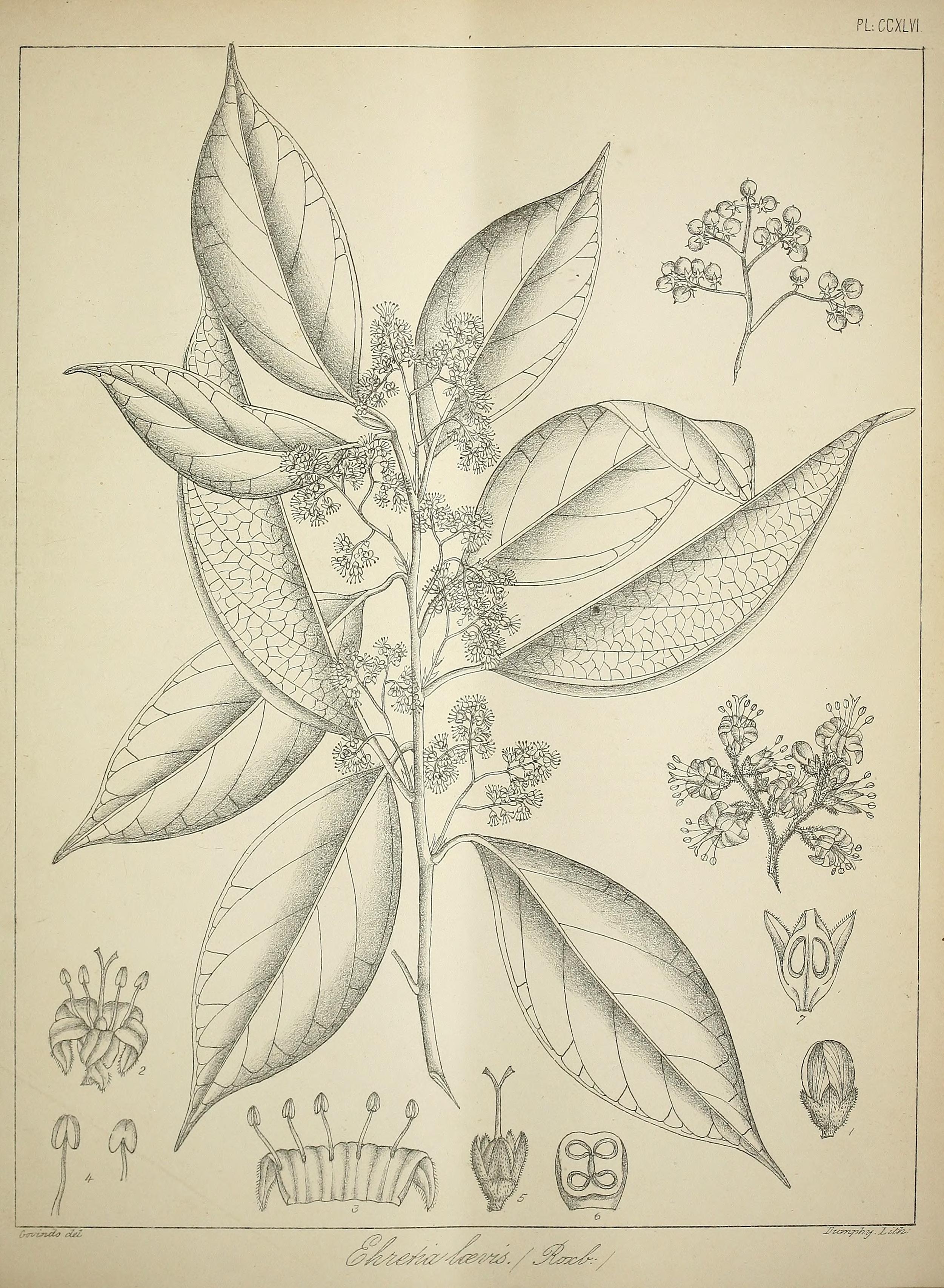 no full size  illustration available (3a)