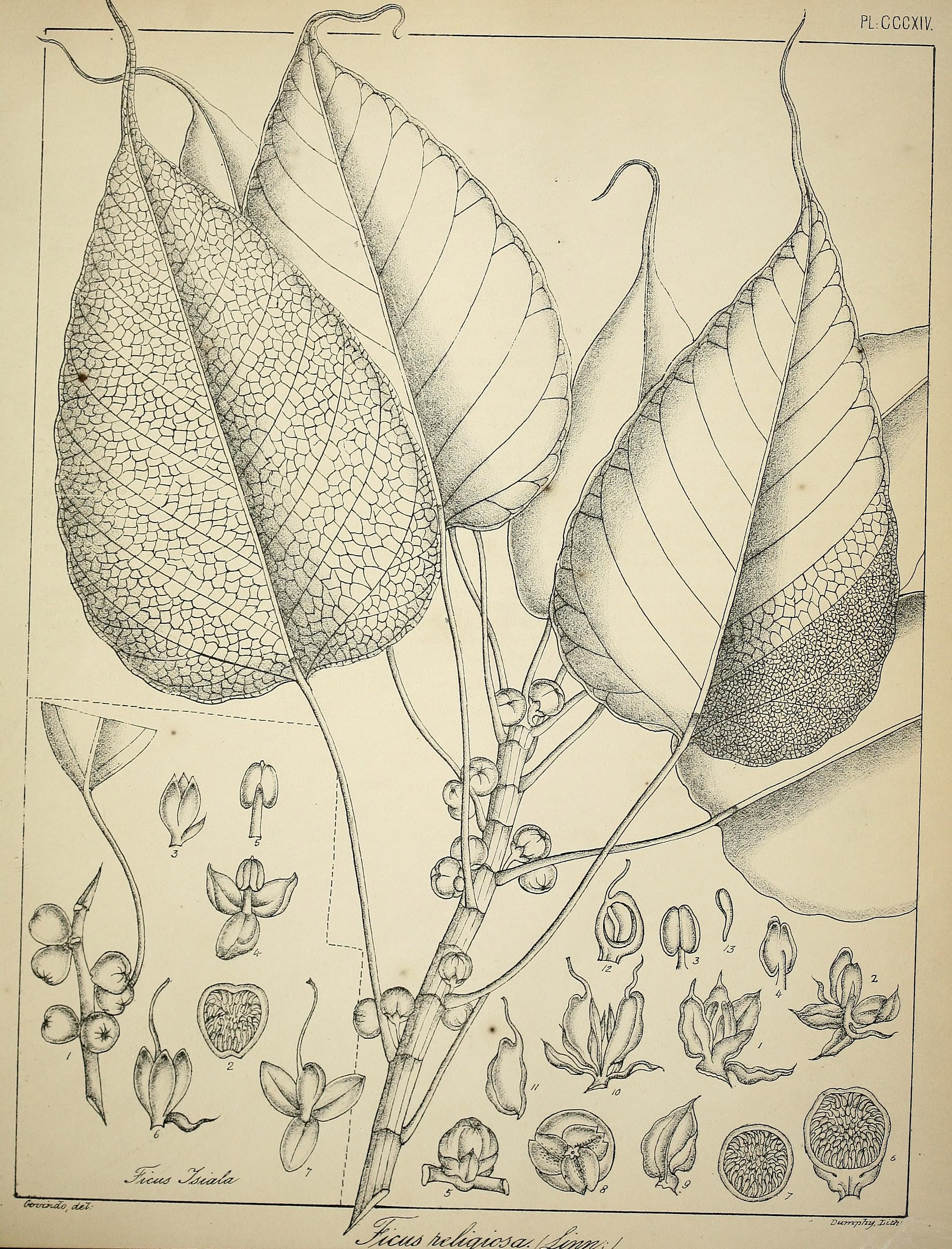 no full size  illustration available (3a)