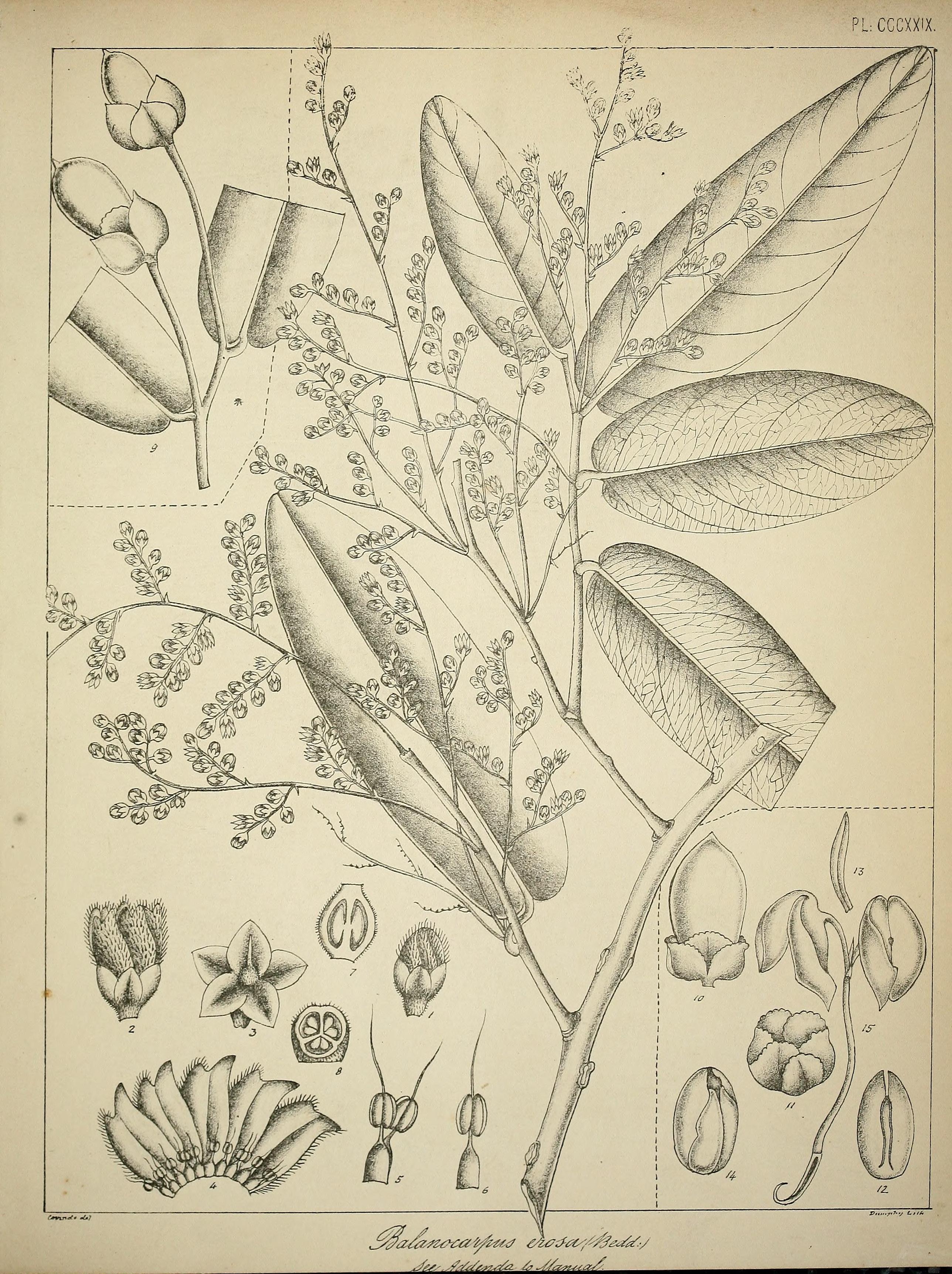 no full size  illustration available (3a)