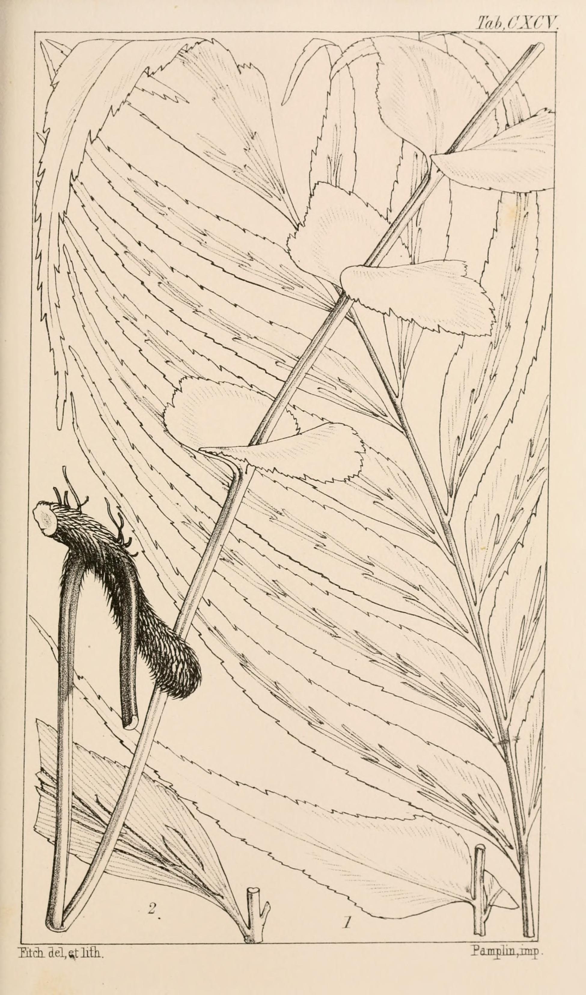 no full size  illustration available (3a)