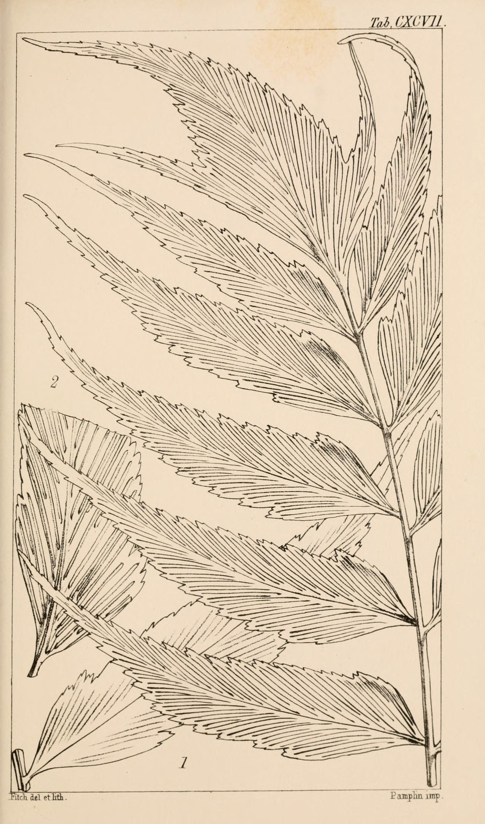 no full size  illustration available (3a)