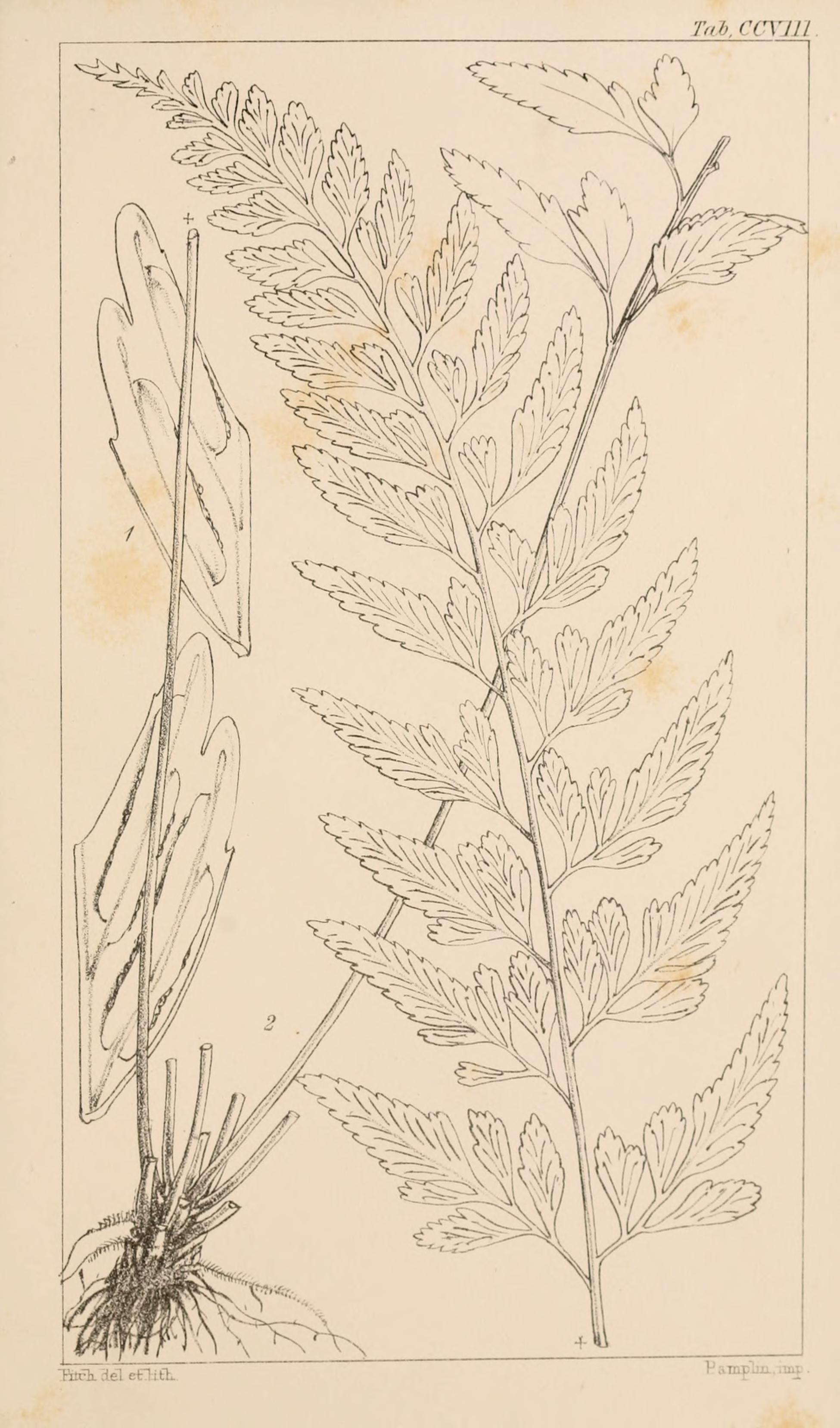 no full size  illustration available (3a)