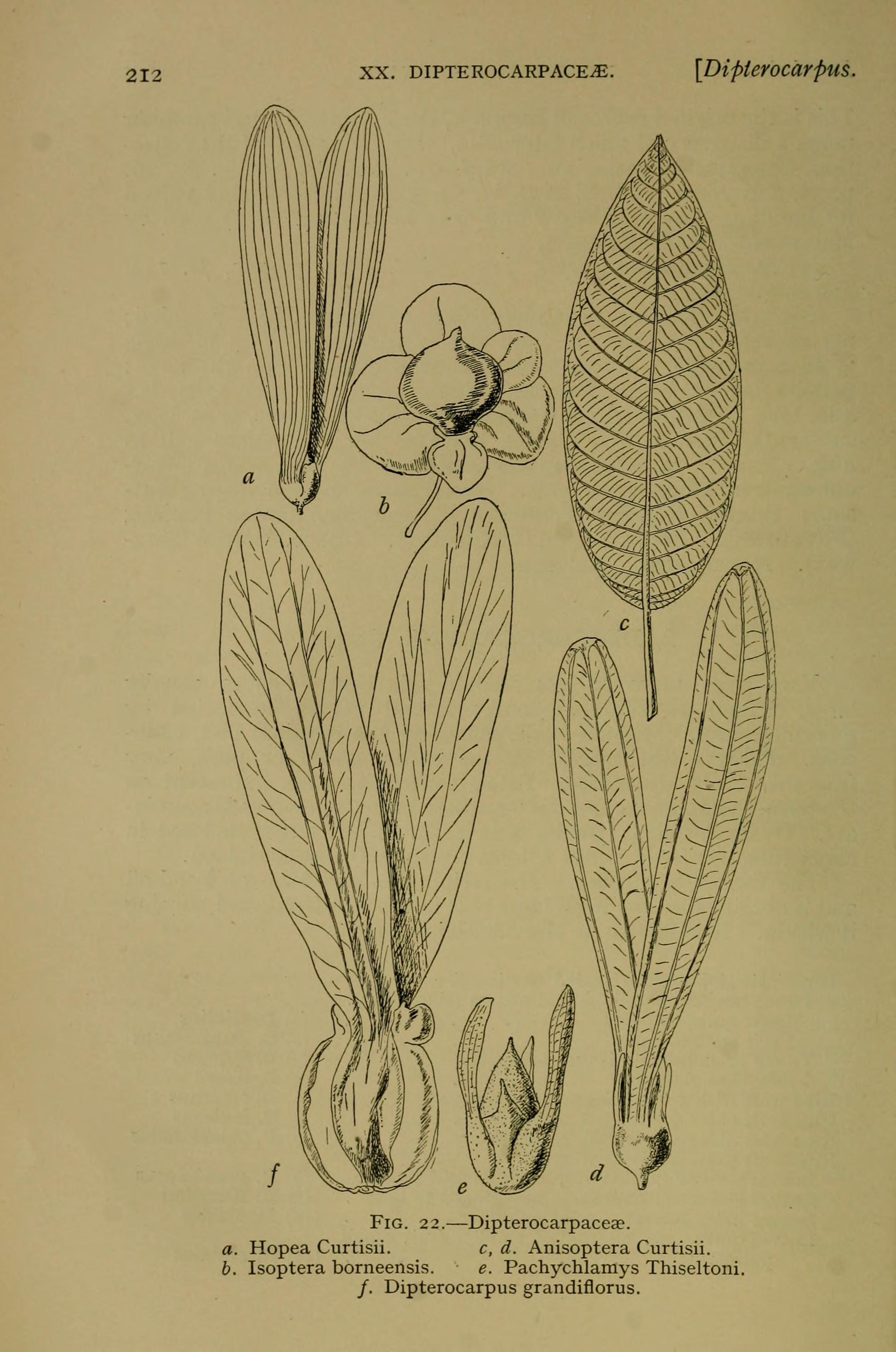 no full size  illustration available (3a)