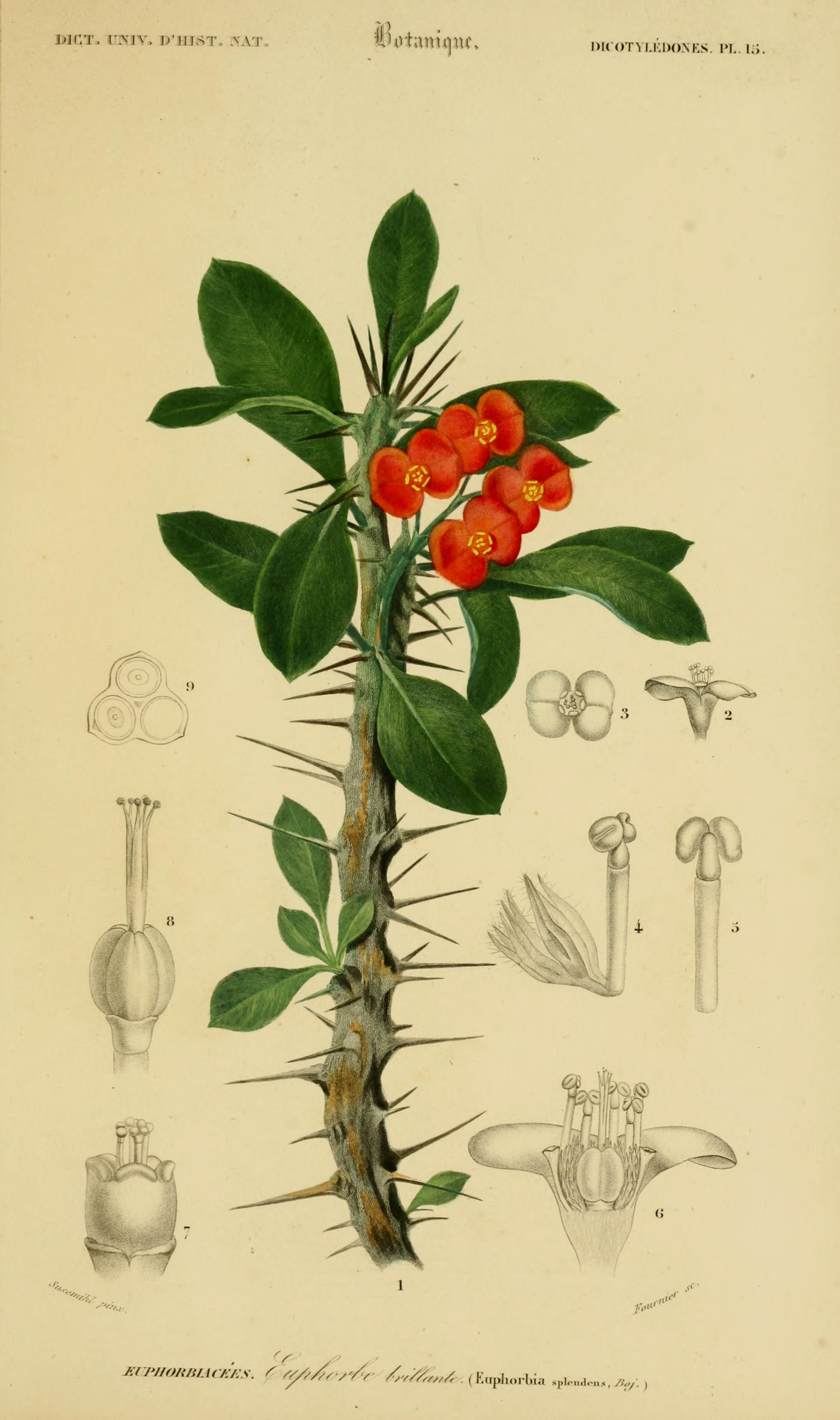 no full size  illustration available (3a)