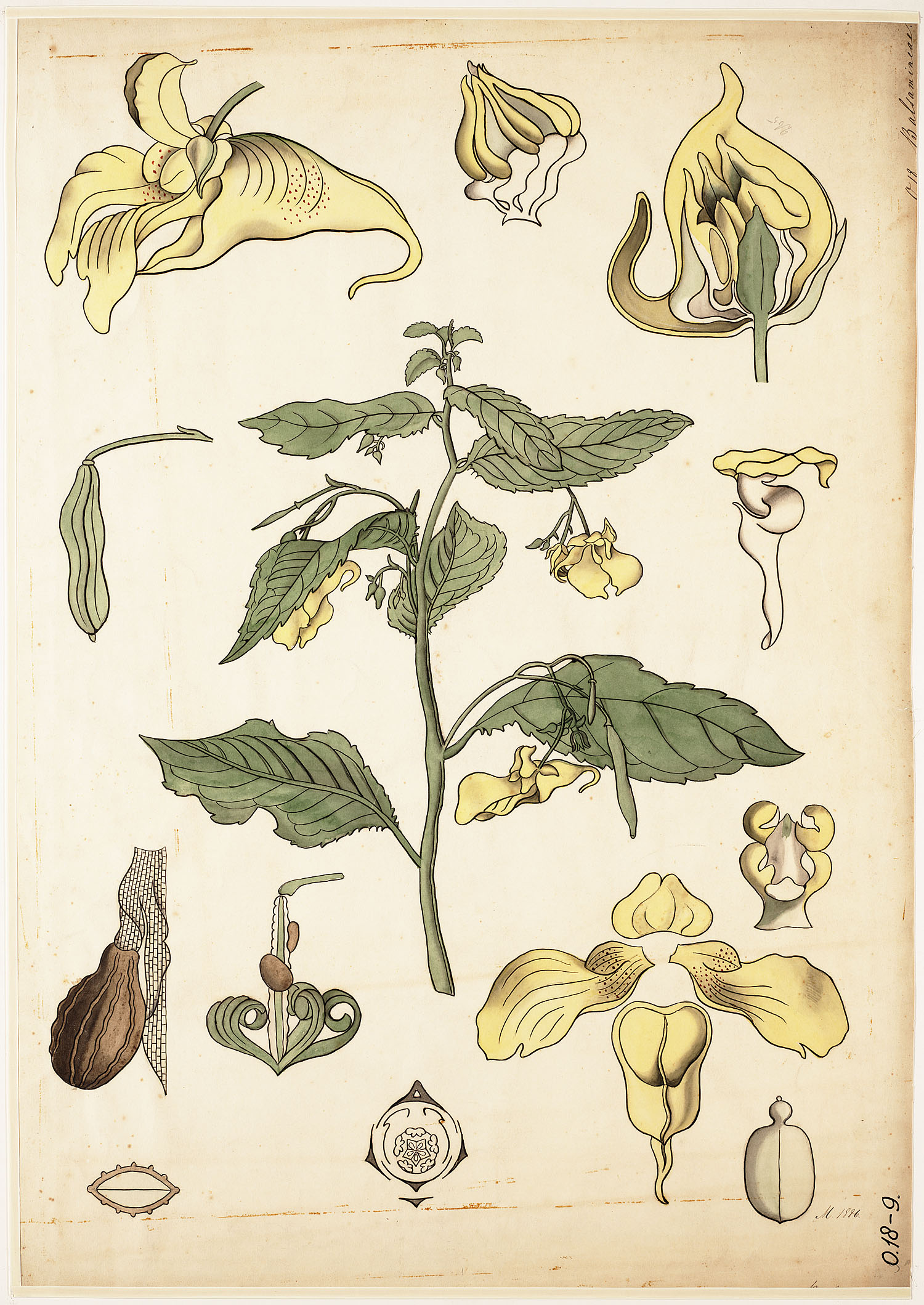 no full size  illustration available (3a)