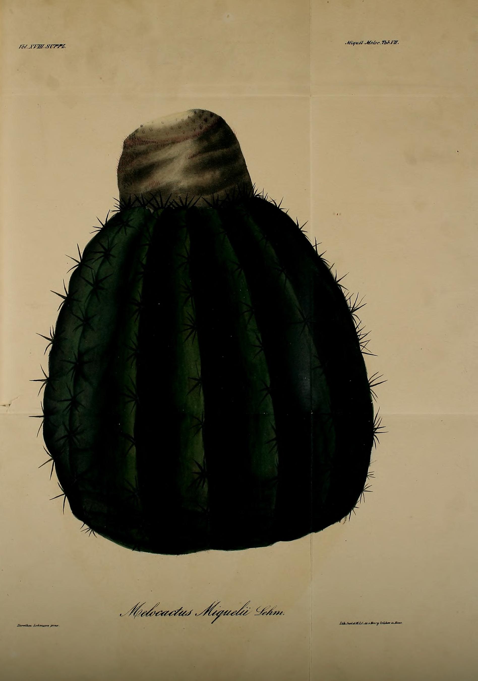 no full size  illustration available (3a)