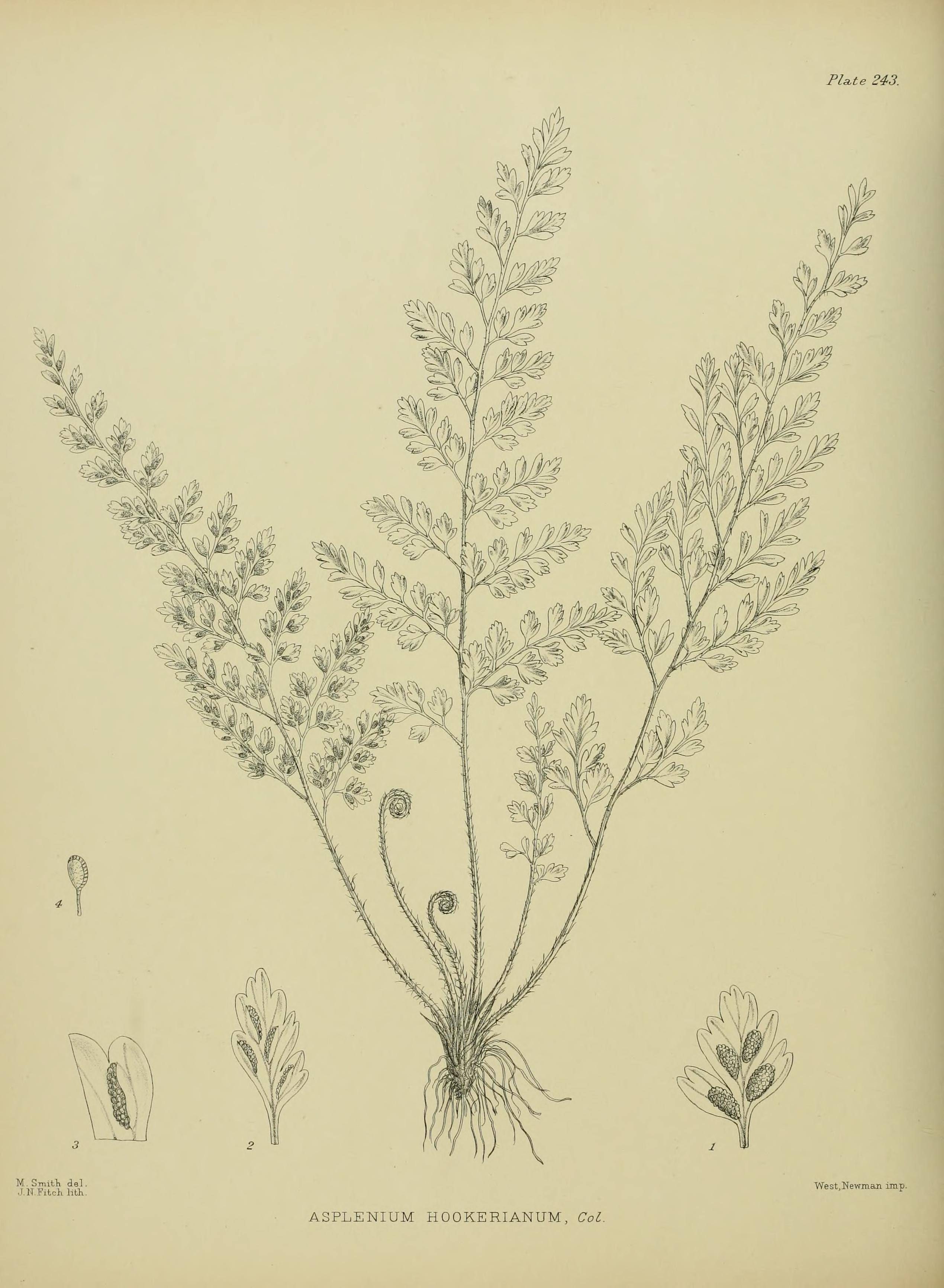 no full size  illustration available (3a)