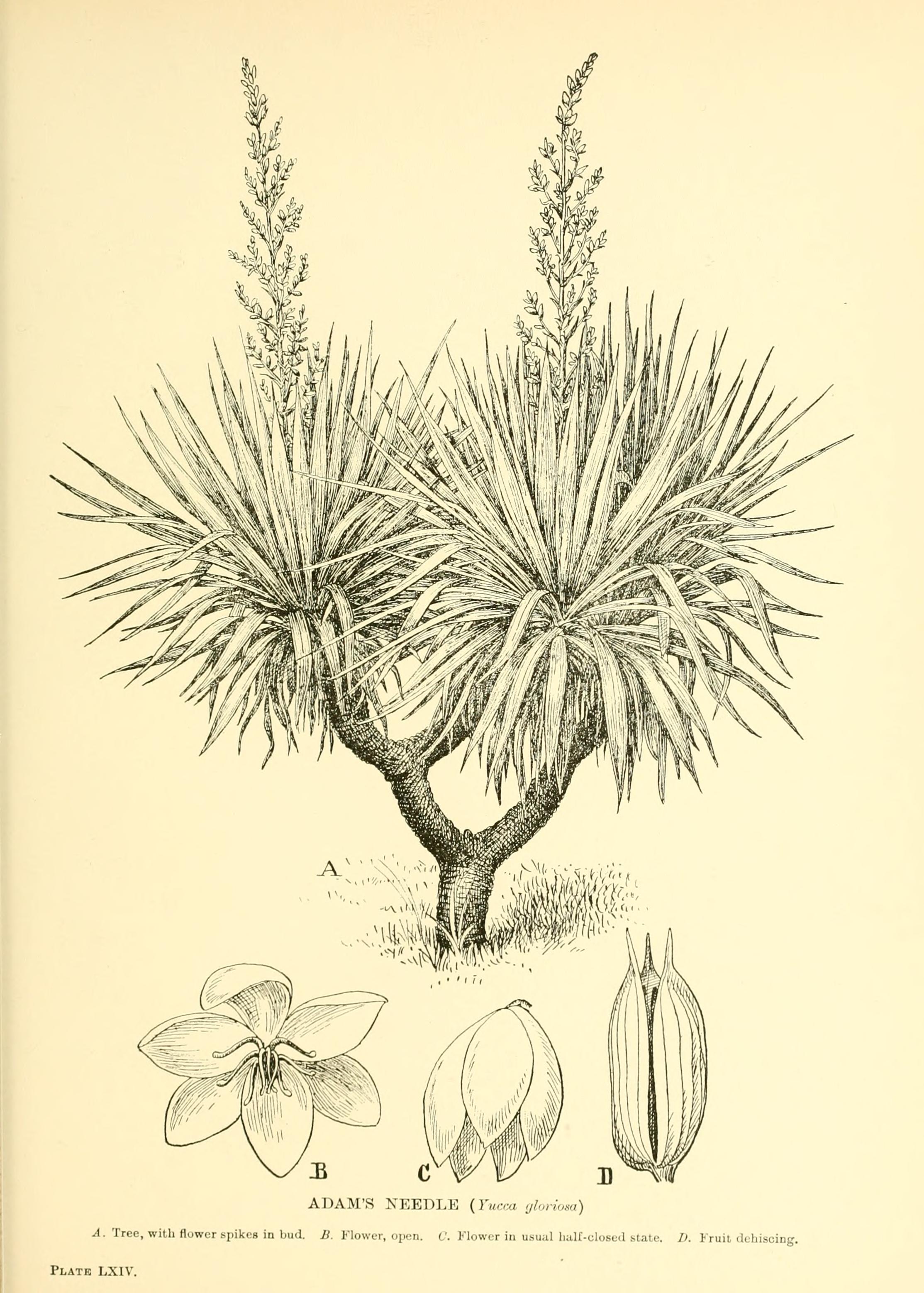 no full size  illustration available (3a)