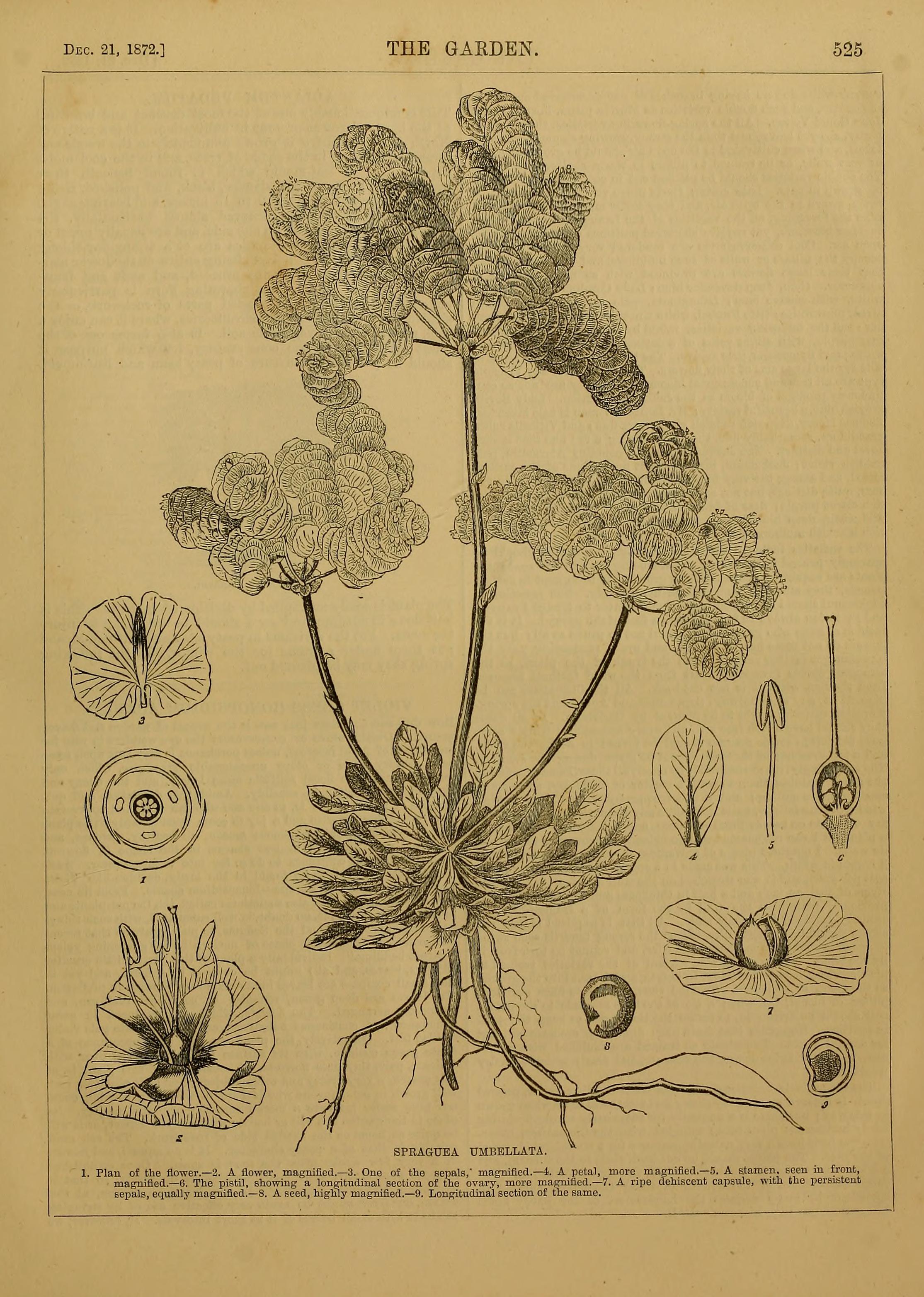 no full size  illustration available (3a)