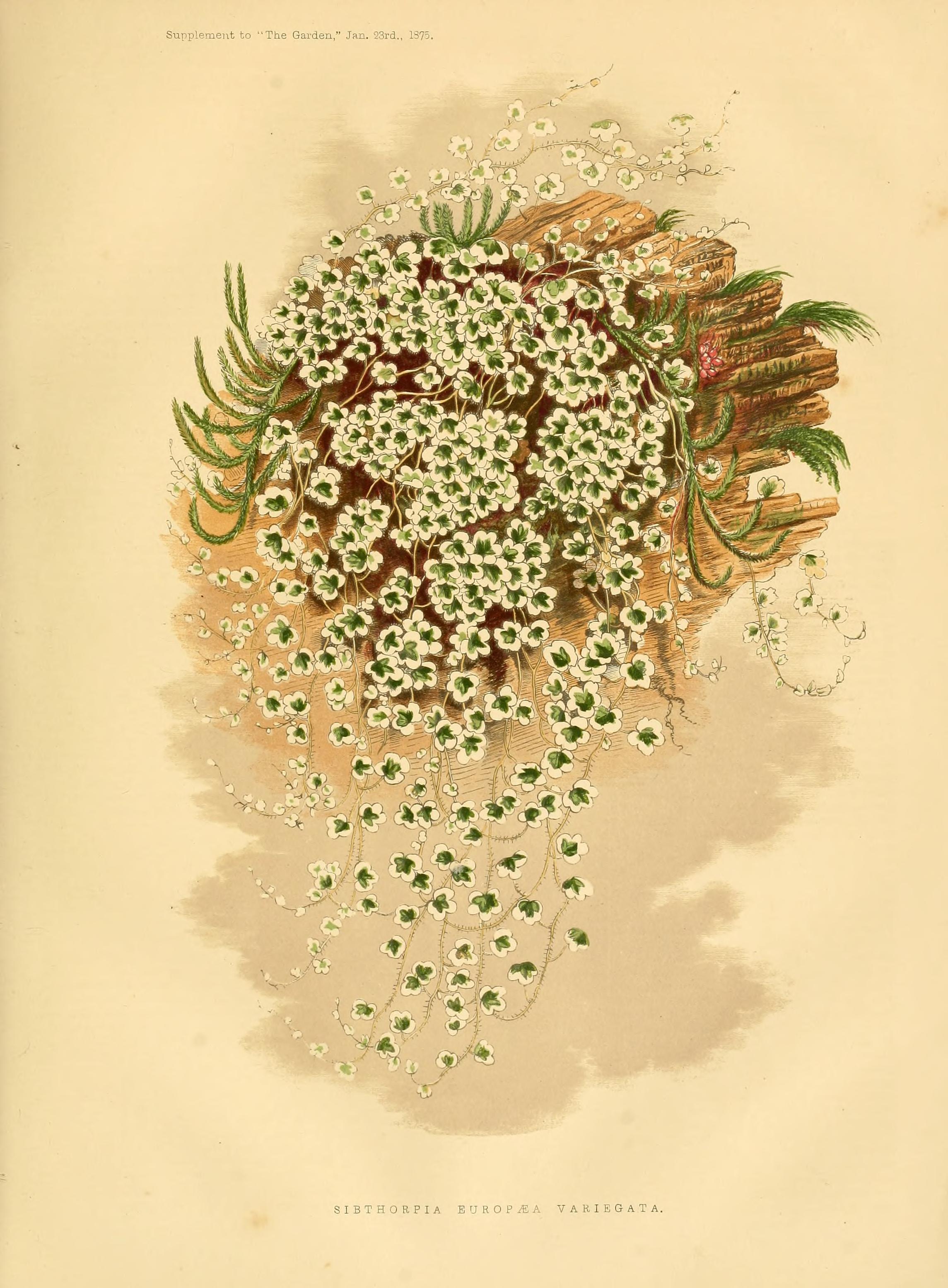 no full size  illustration available (3a)