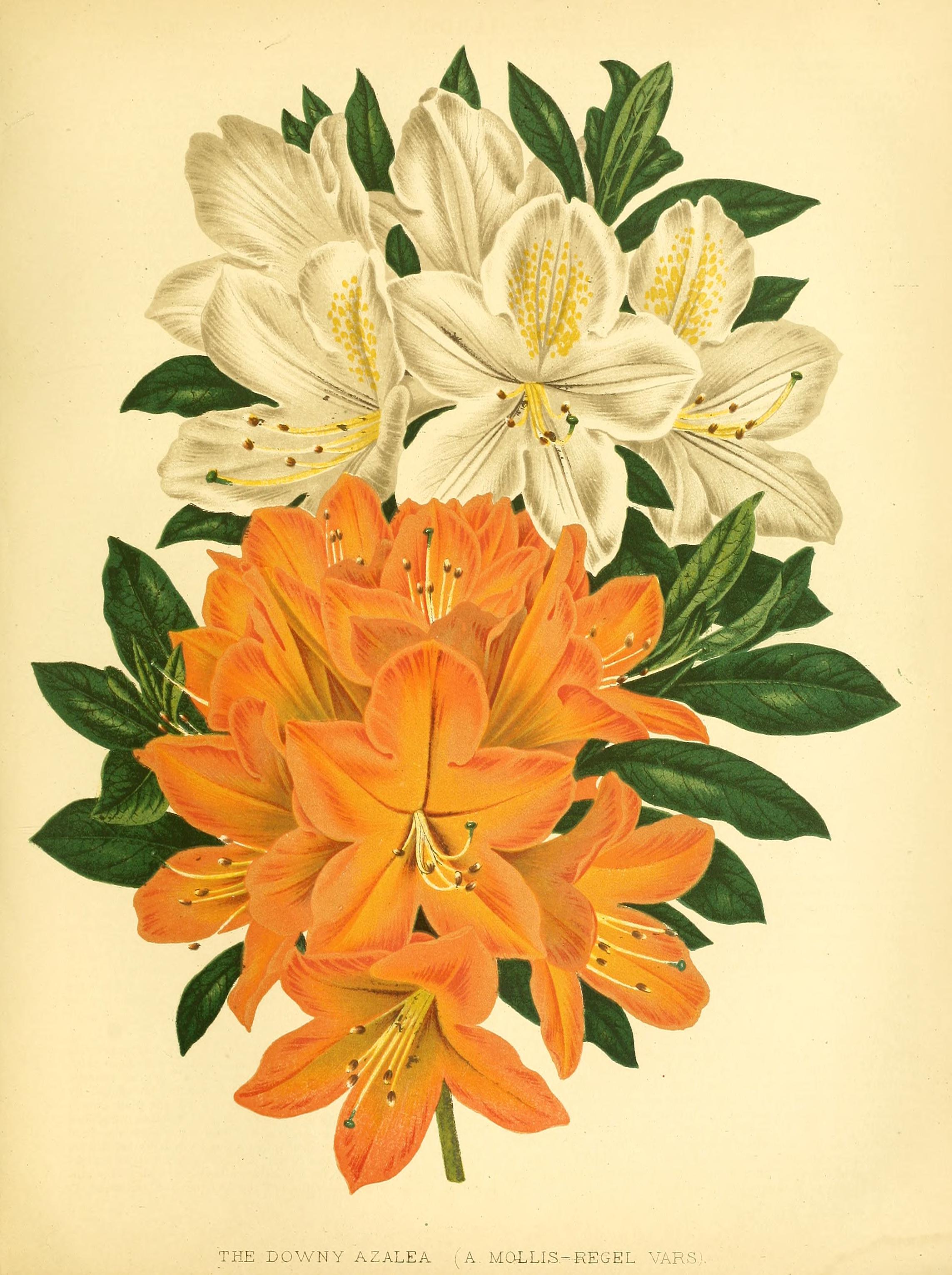 no full size  illustration available (3a)