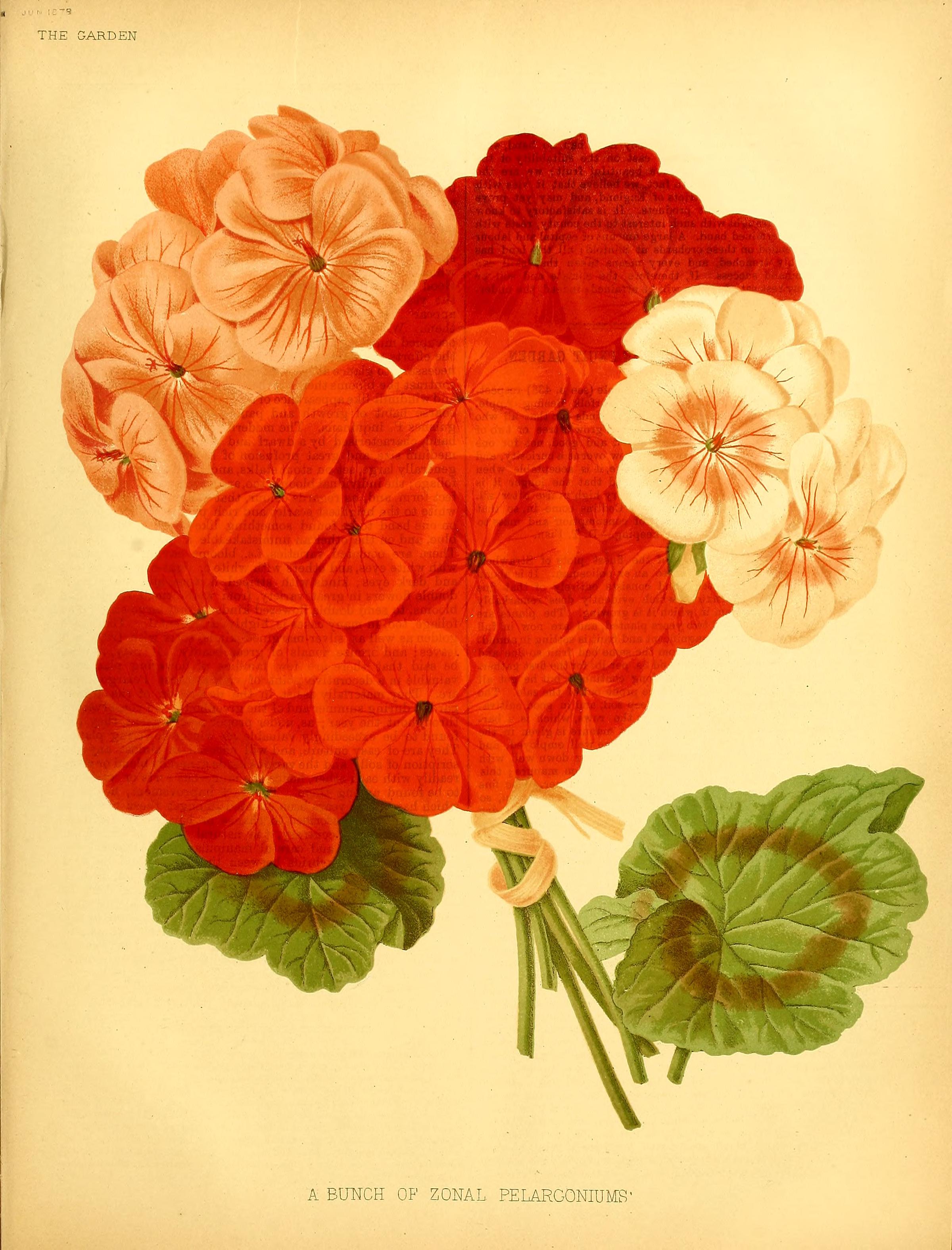 no full size  illustration available (3a)