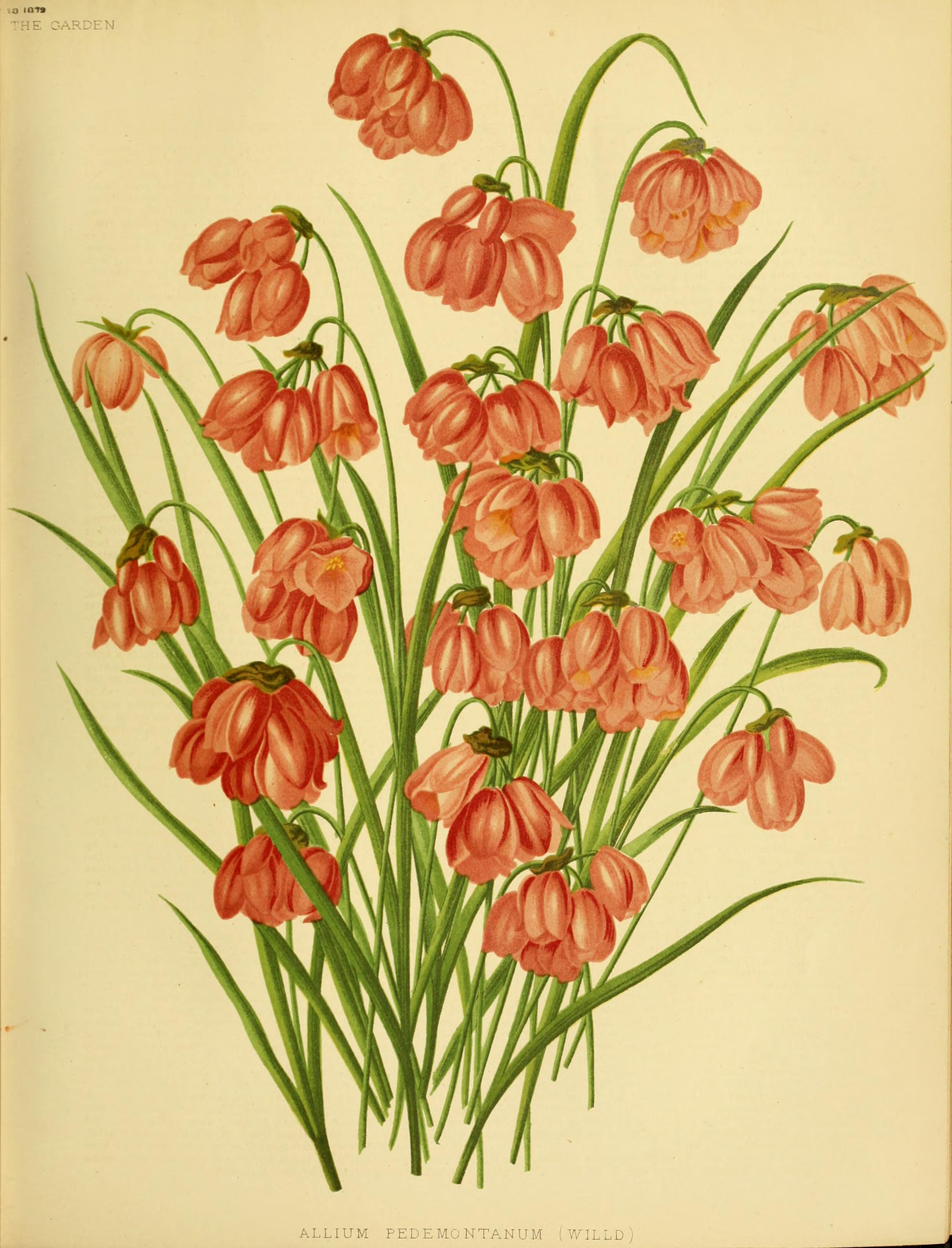 no full size  illustration available (3a)