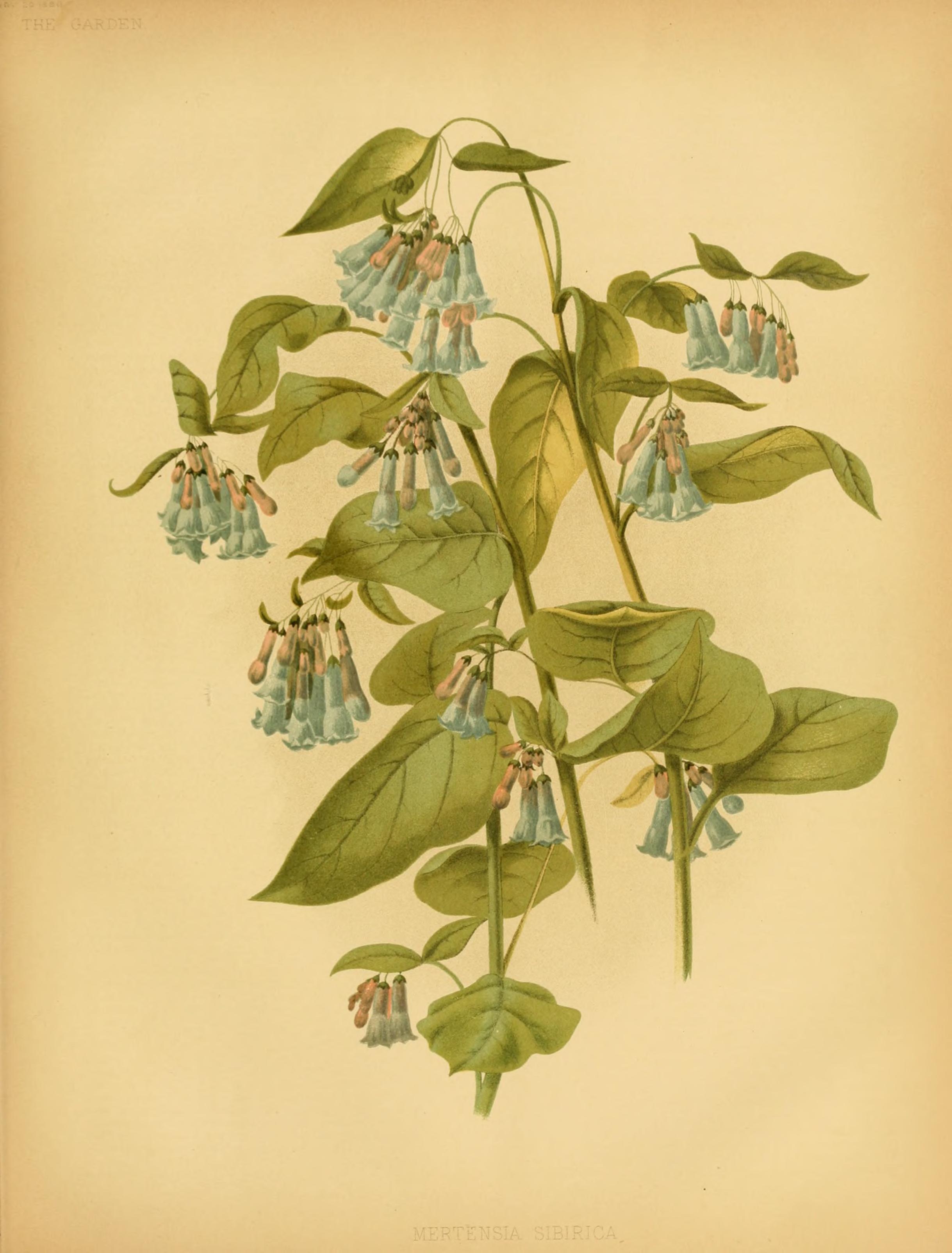 no full size  illustration available (3a)