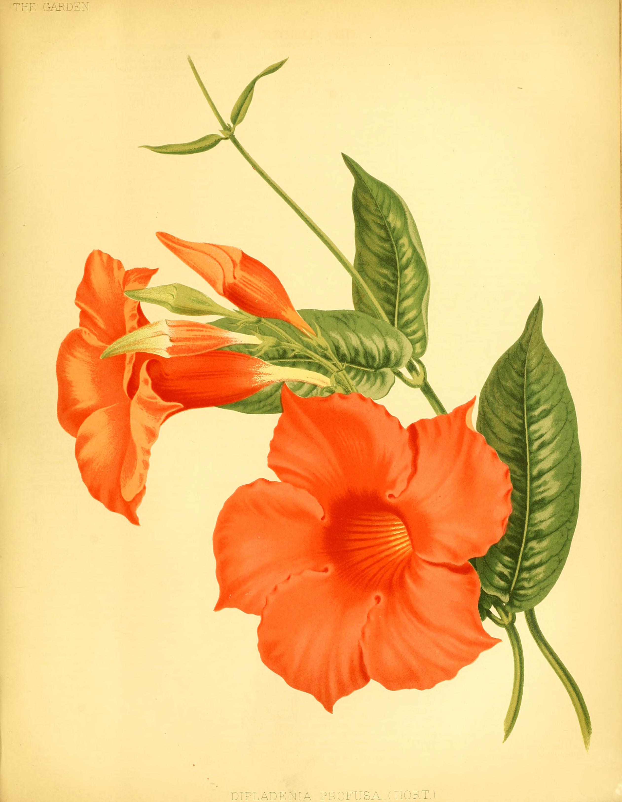 no full size  illustration available (3a)