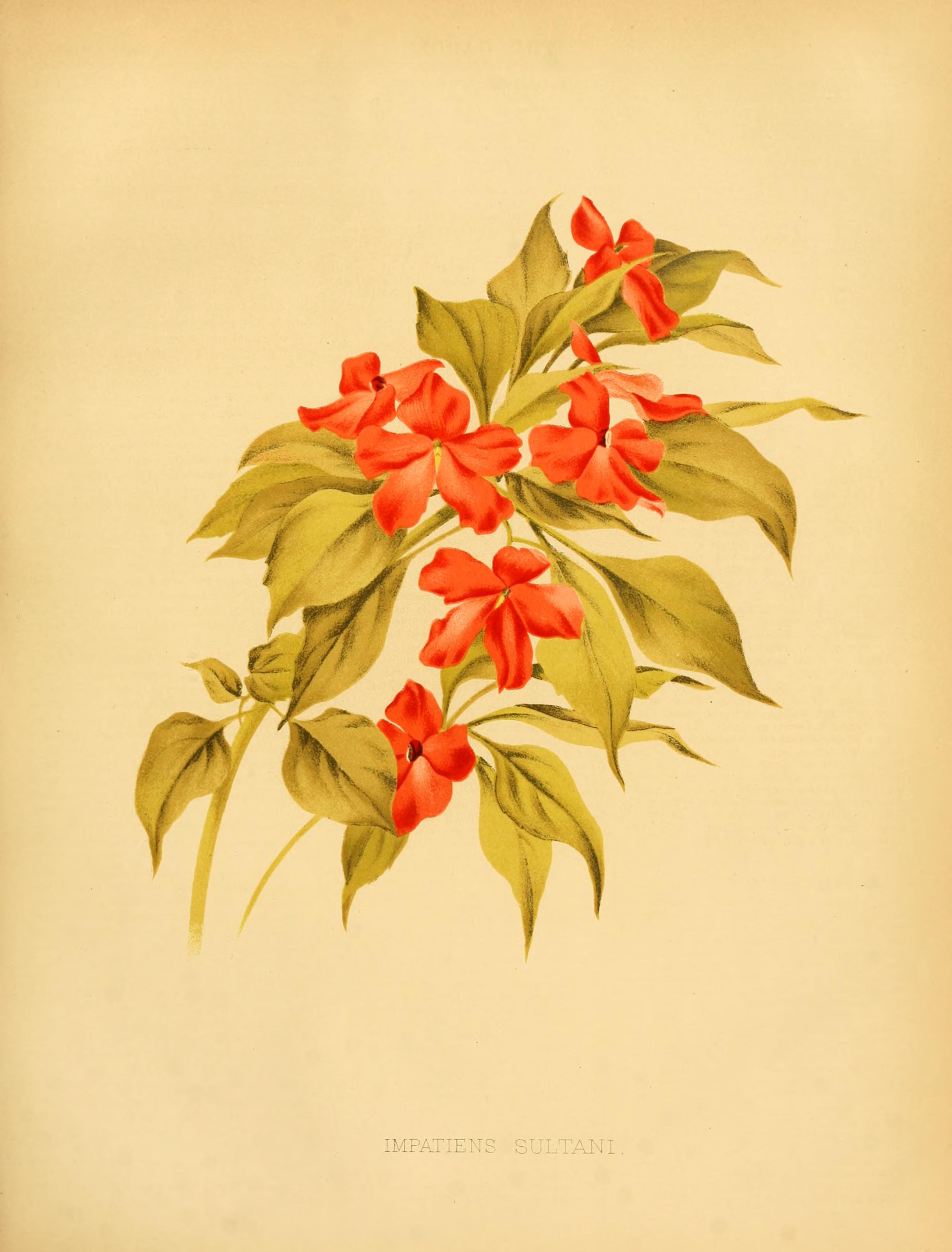 no full size  illustration available (3a)