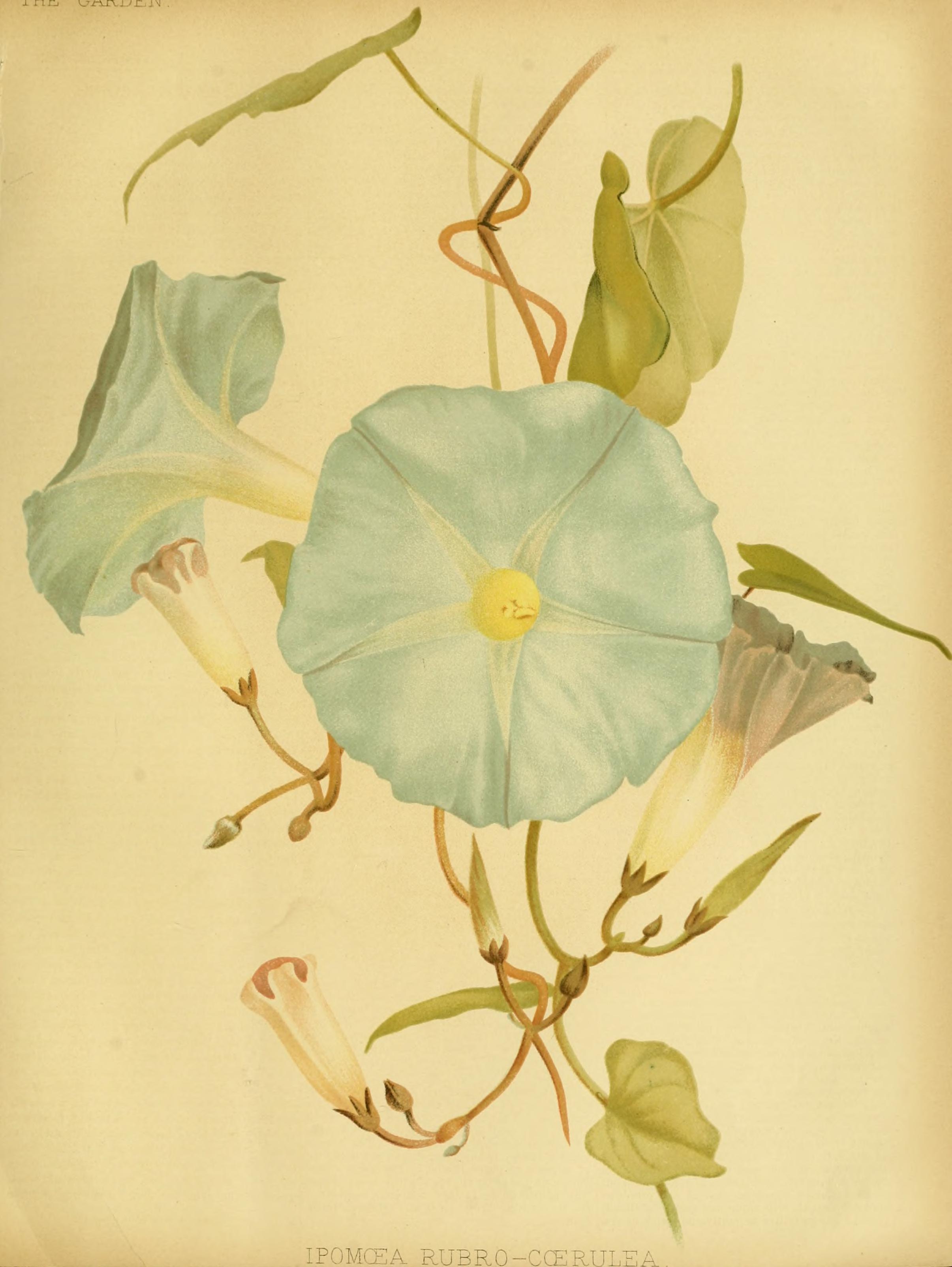 no full size  illustration available (3a)