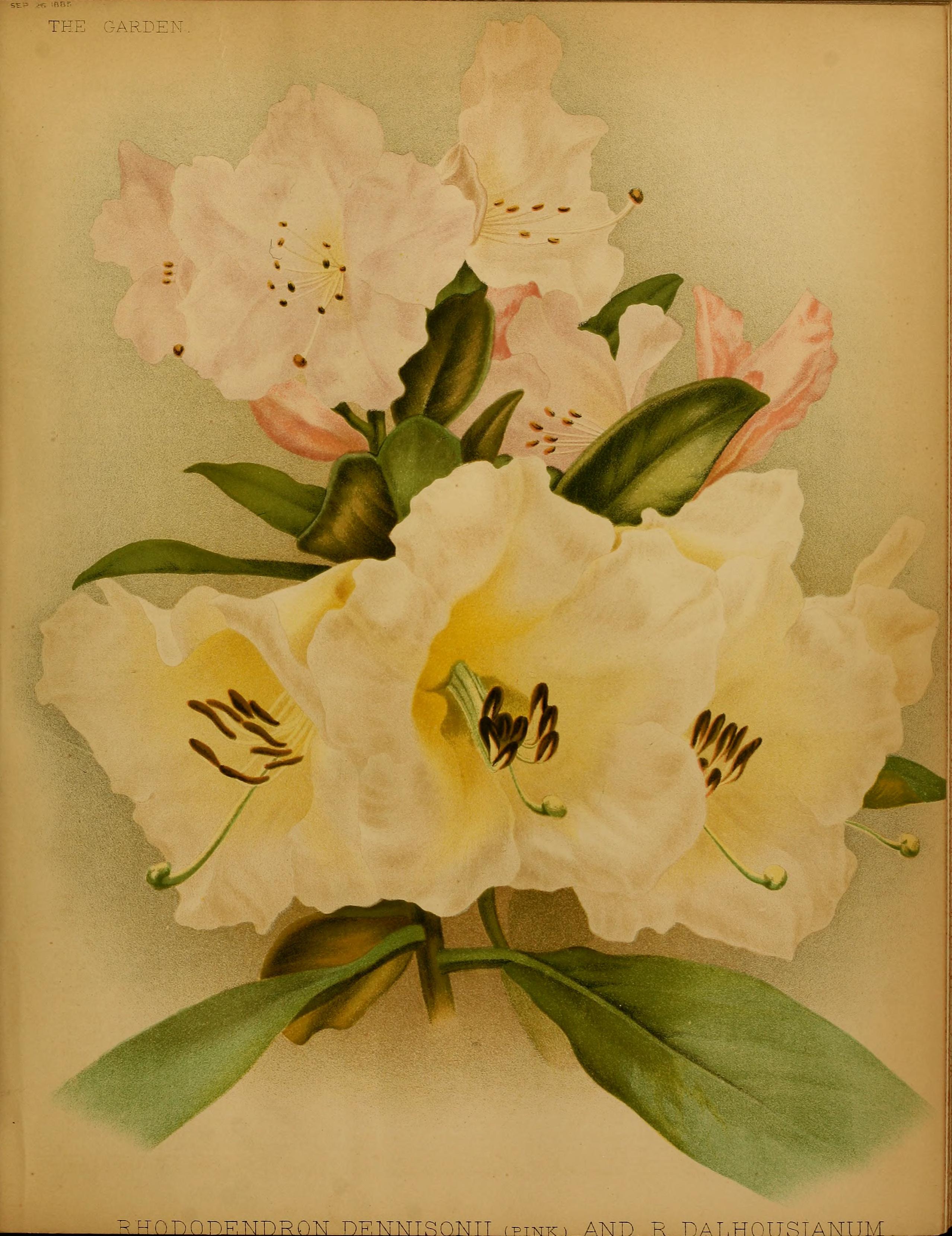 no full size  illustration available (3a)