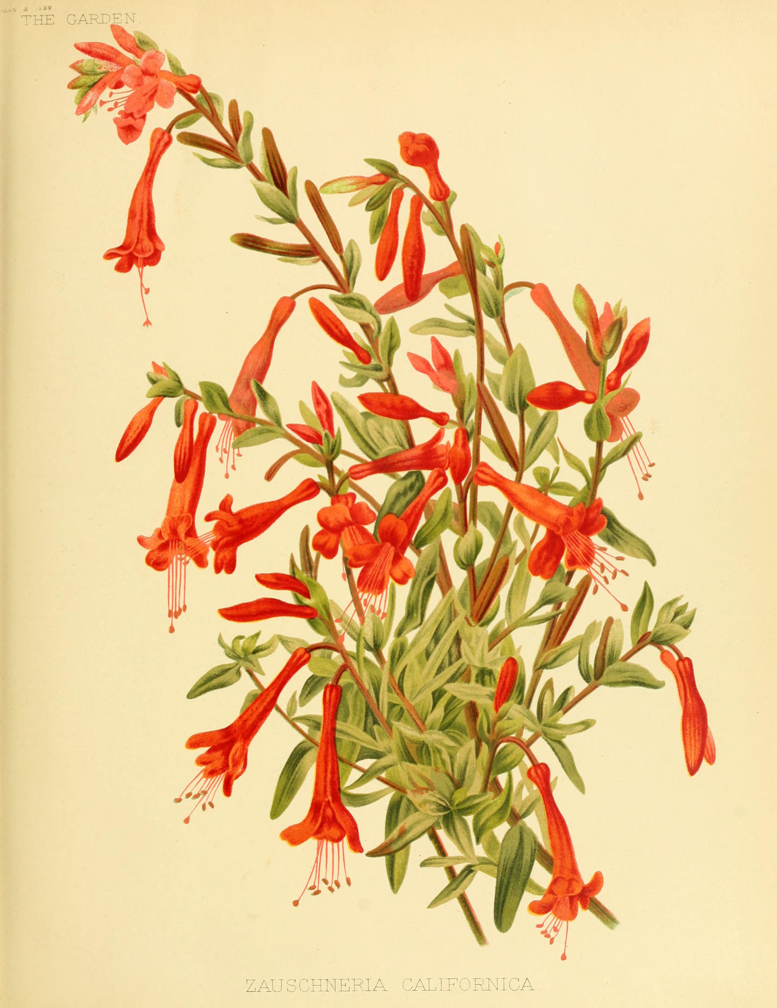 no full size  illustration available (3a)