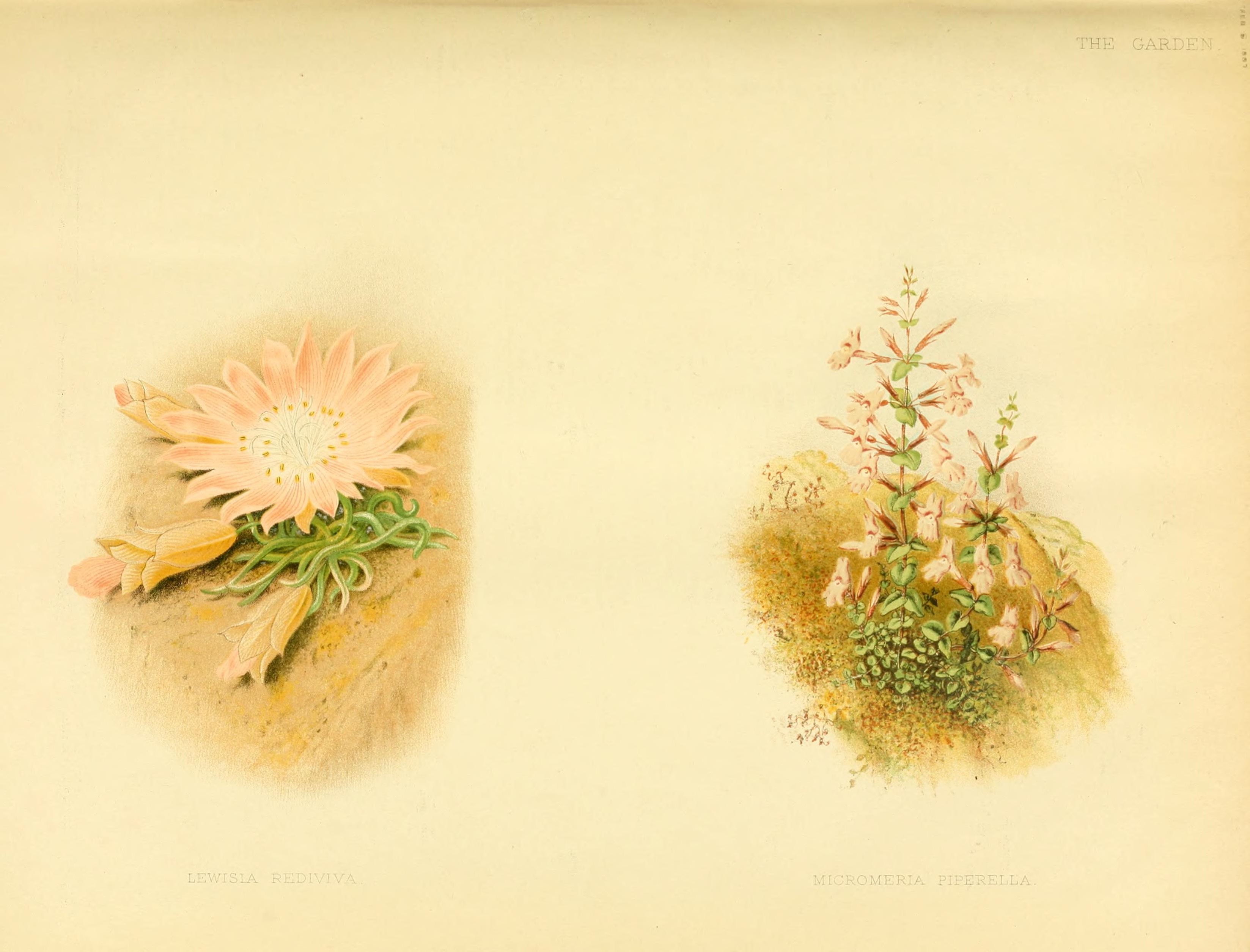 no full size  illustration available (3a)