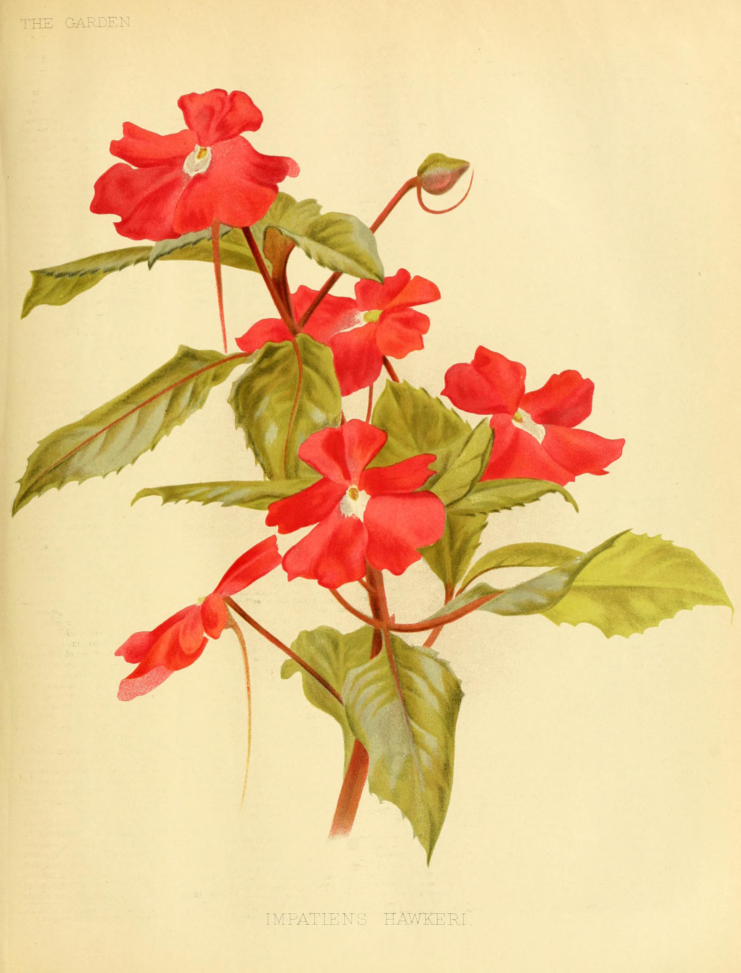 no full size  illustration available (3a)