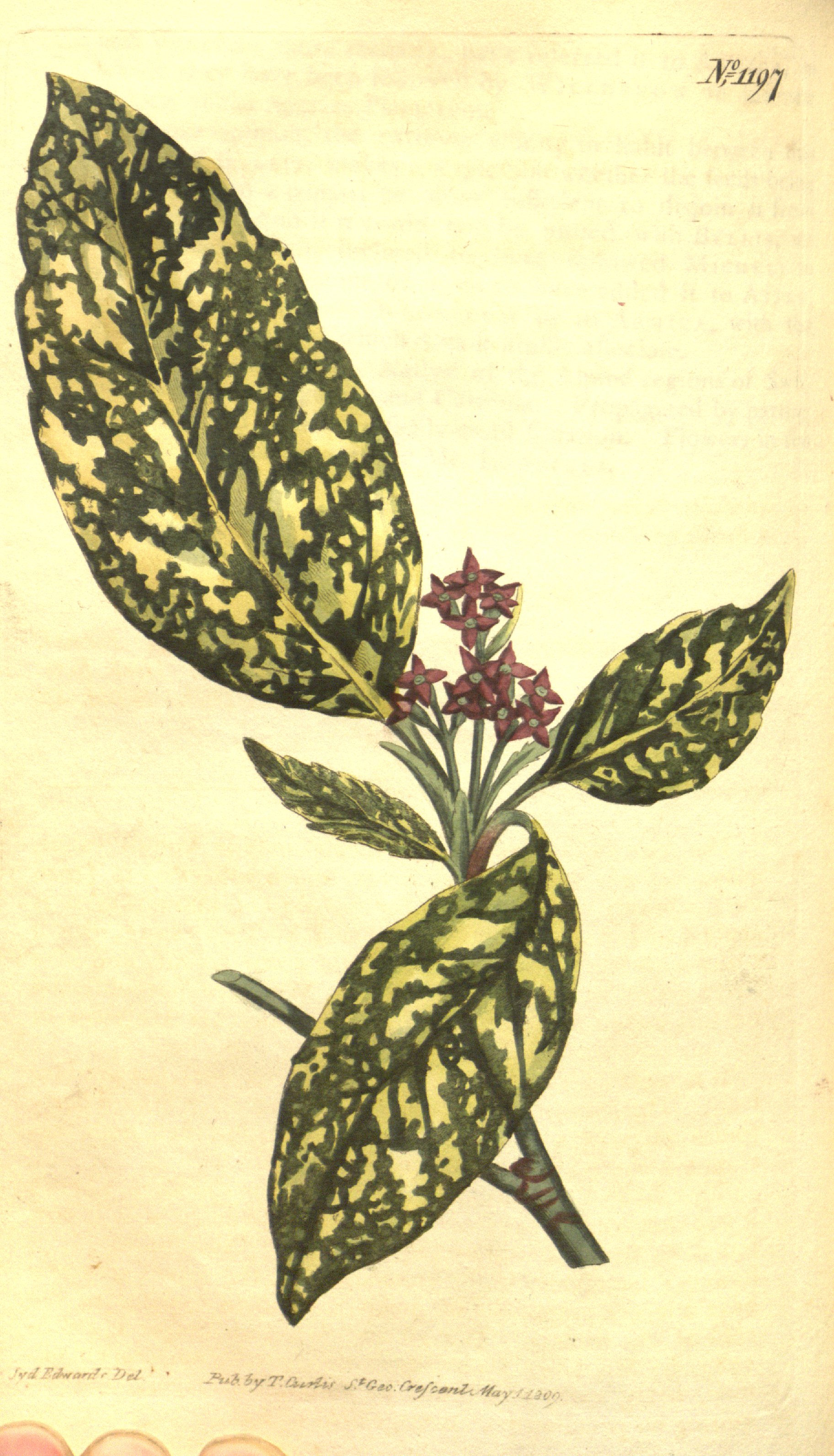 no full size  illustration available (3a)