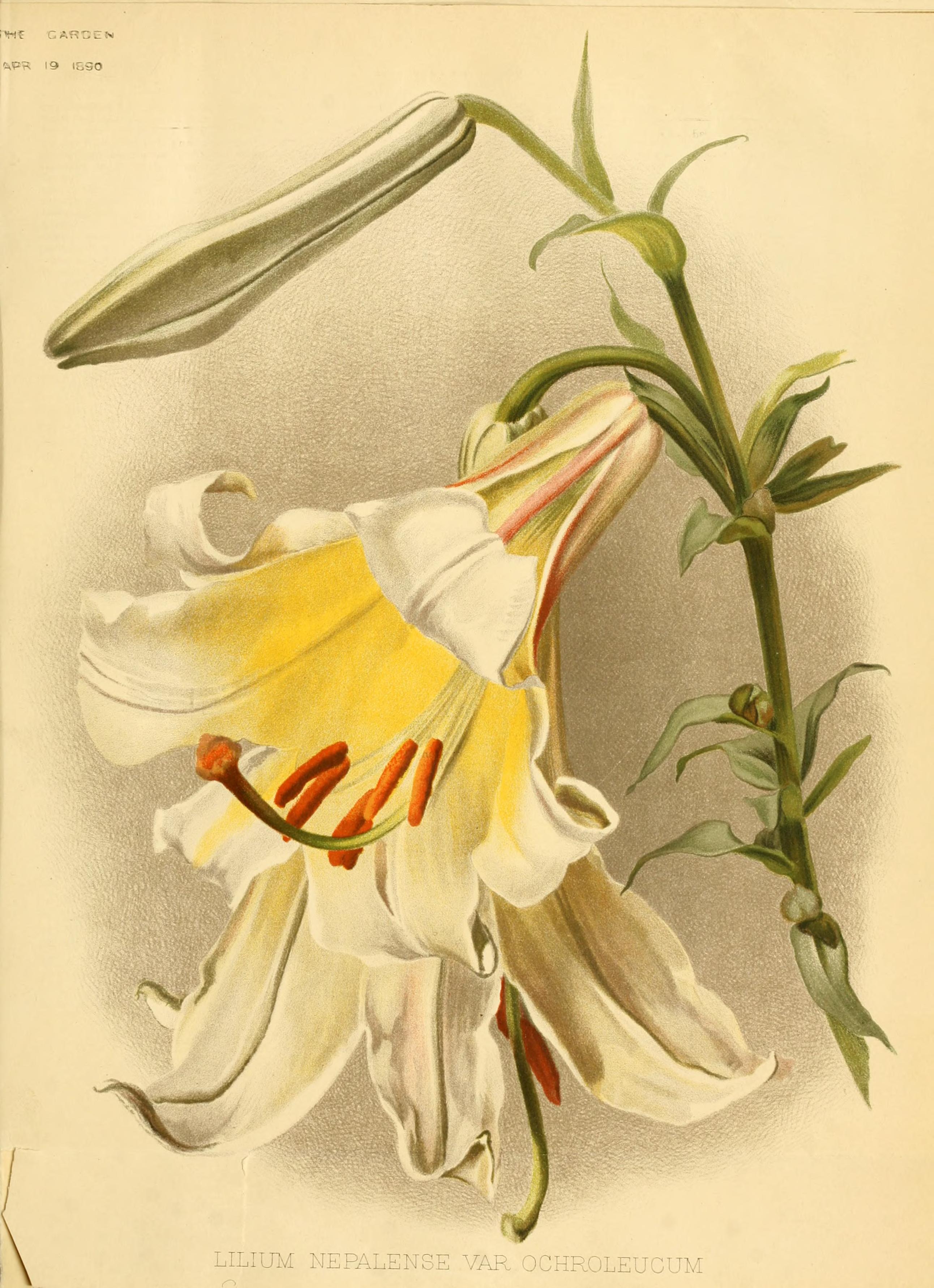 no full size  illustration available (3a)