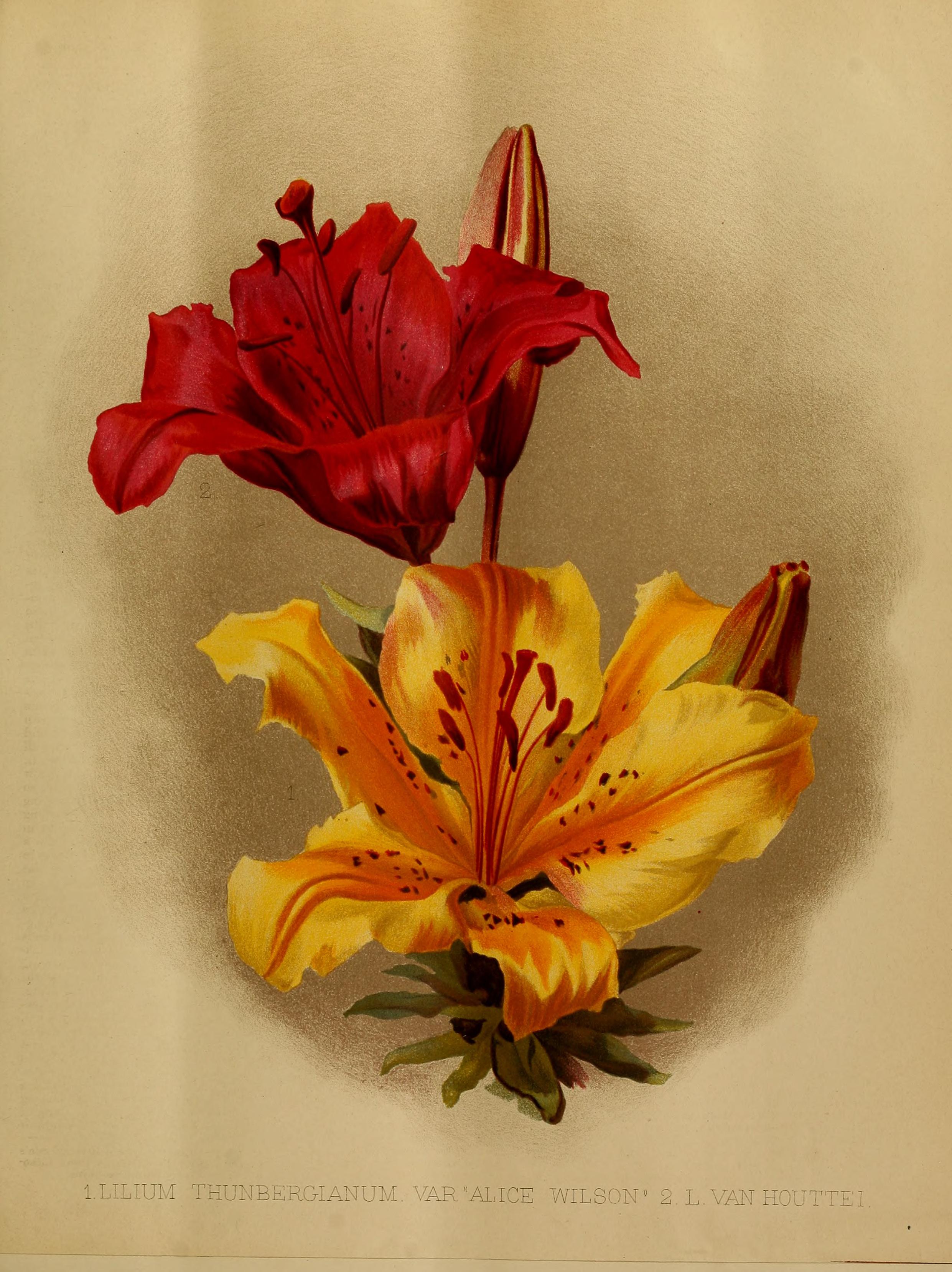 no full size  illustration available (3a)