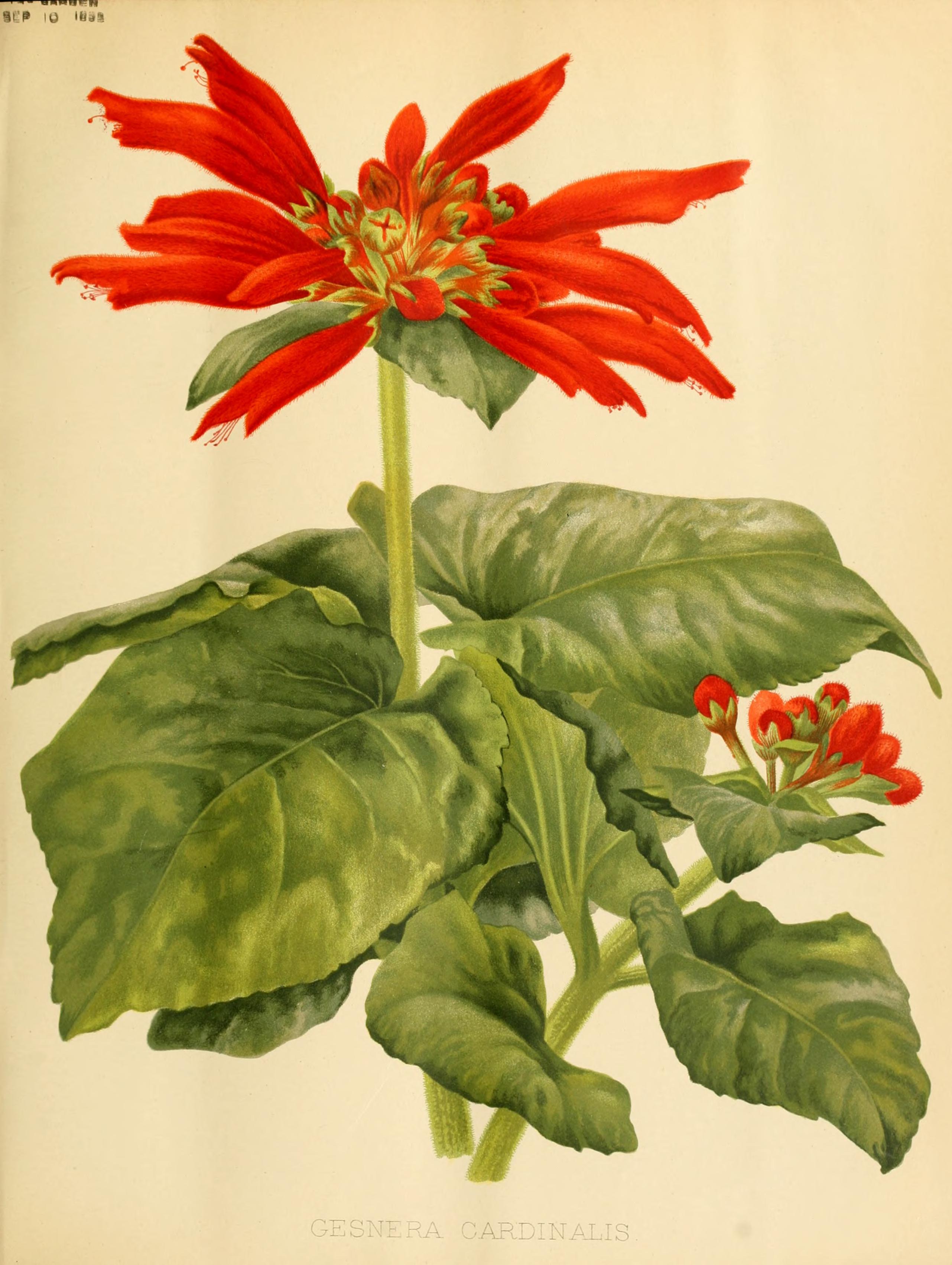 no full size  illustration available (3a)