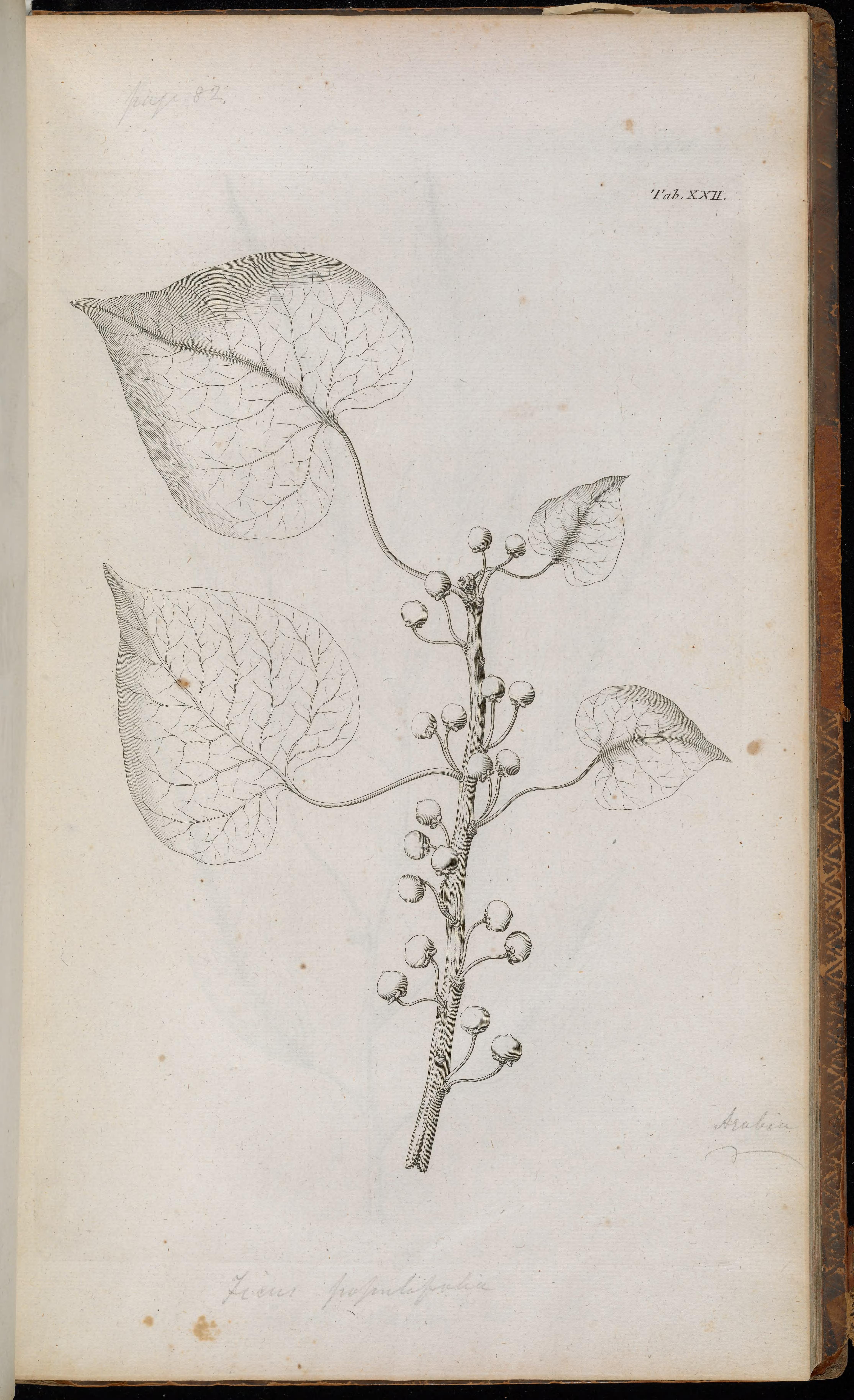 no full size  illustration available (3a)