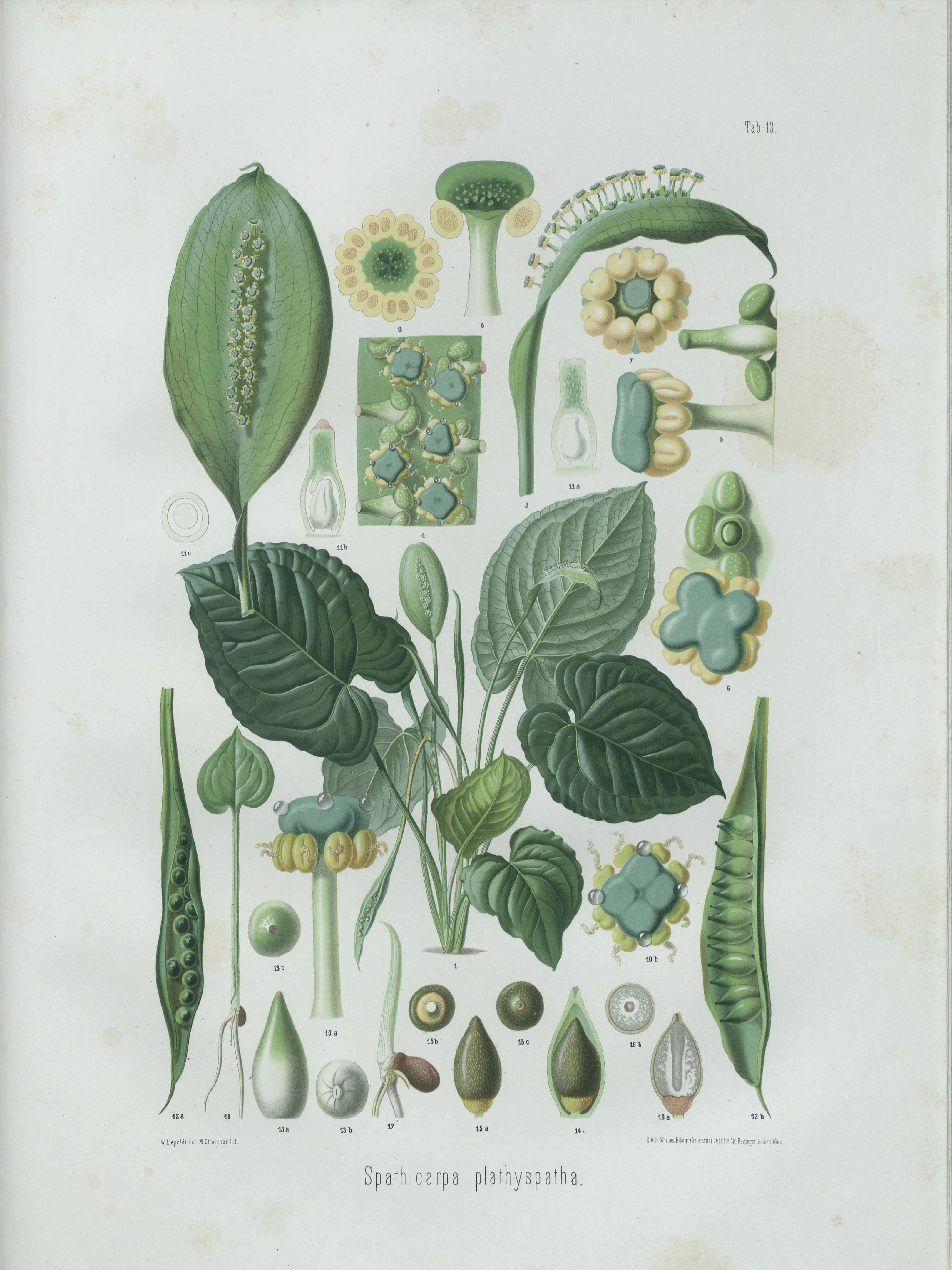 no full size  illustration available (3a)