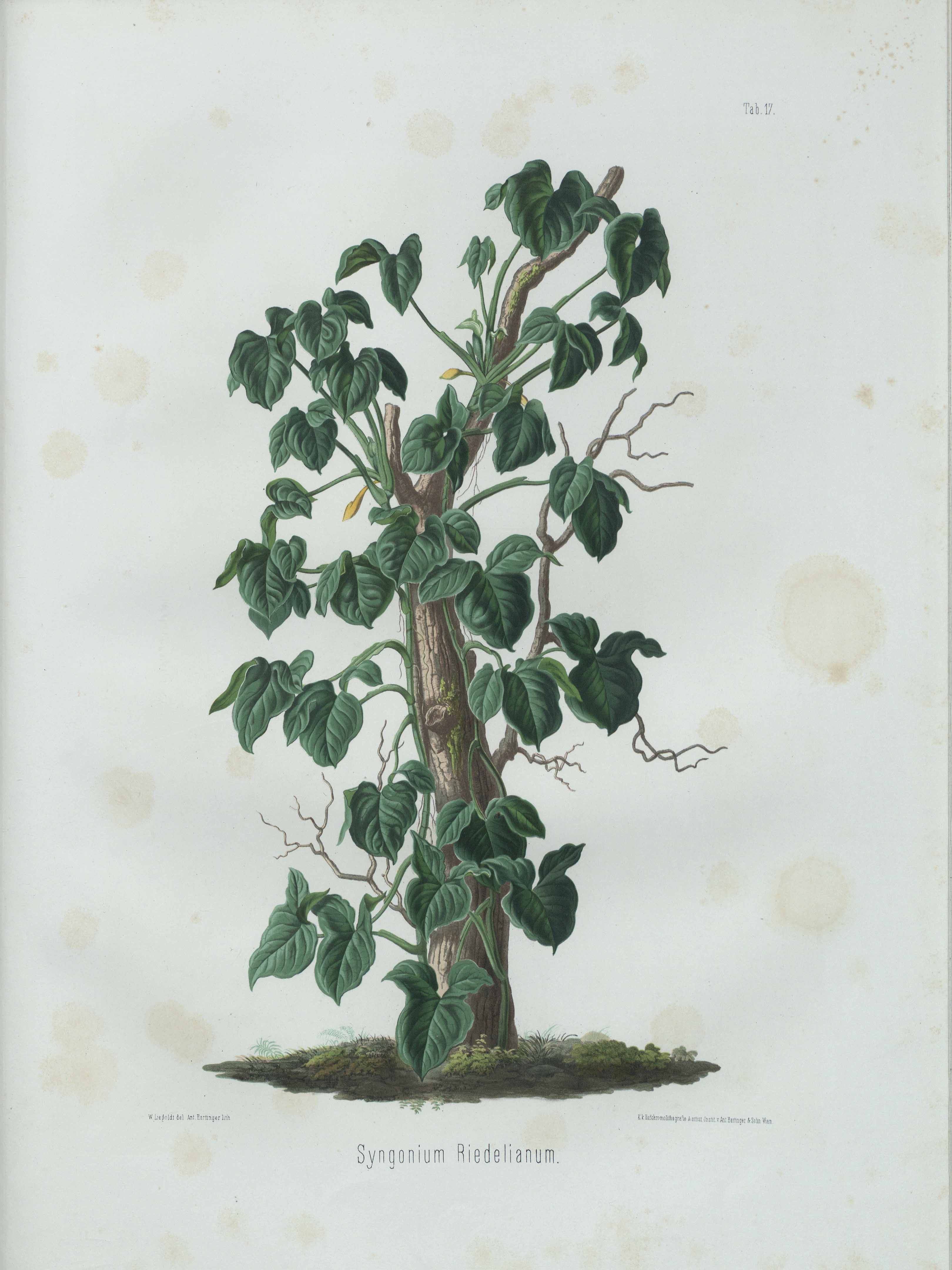 no full size  illustration available (3a)